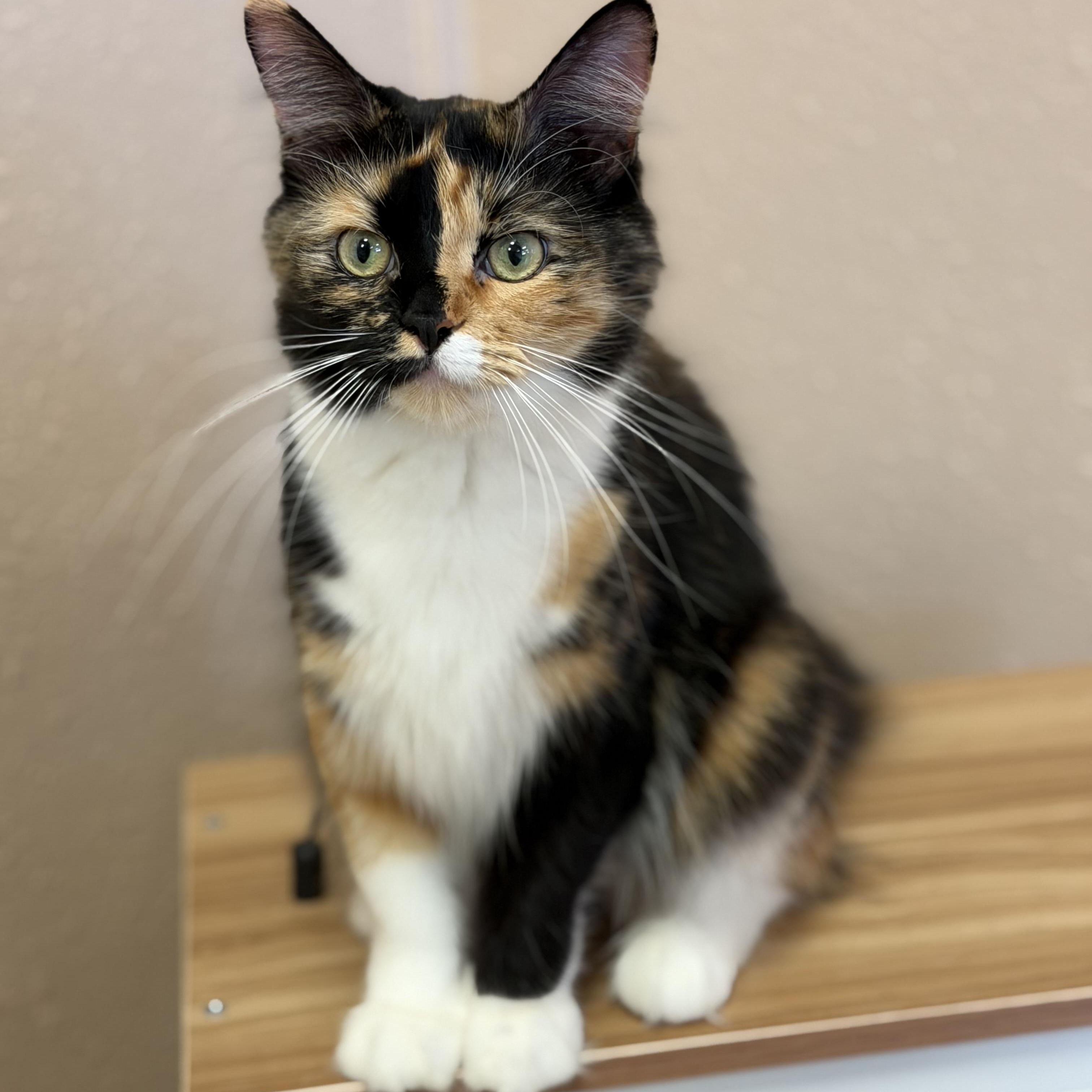 Mei, an adoptable mixed breed in Decatur, IL image 2/6