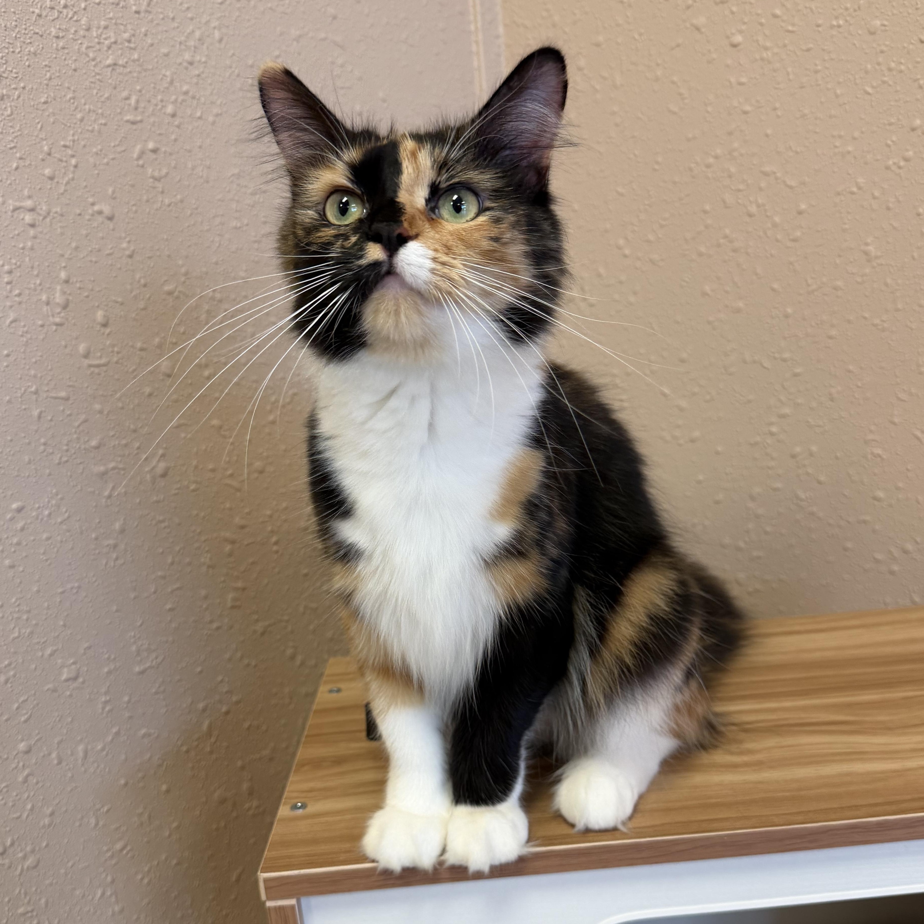 Mei, an adoptable mixed breed in Decatur, IL image 5/6