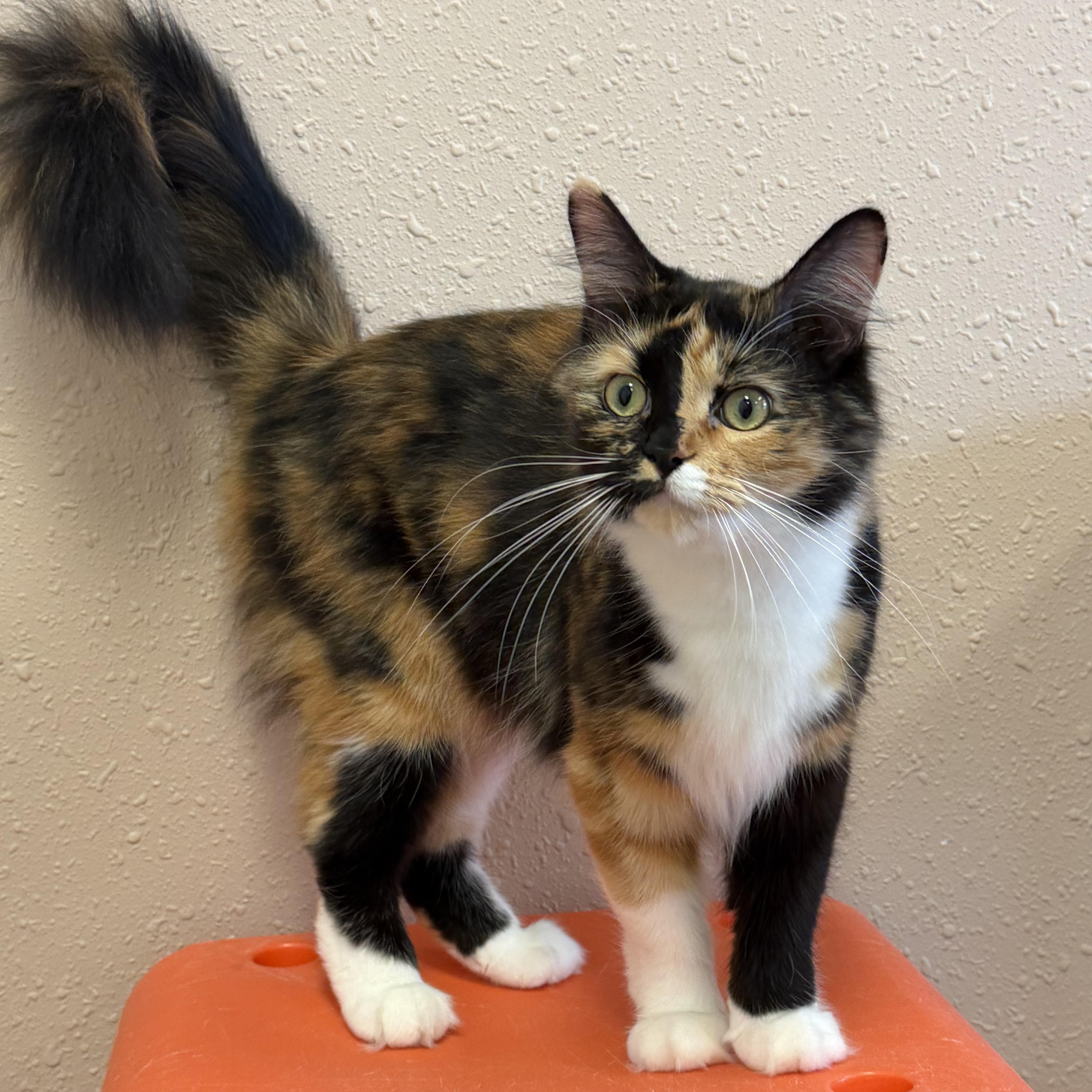 Mei, an adoptable mixed breed in Decatur, IL image 3/6