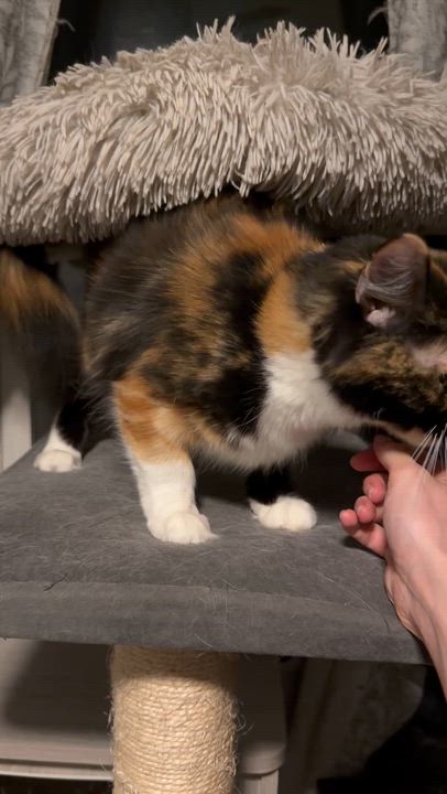 Enlarge Mei, an adoptable mixed breed in Decatur, IL video 6/6