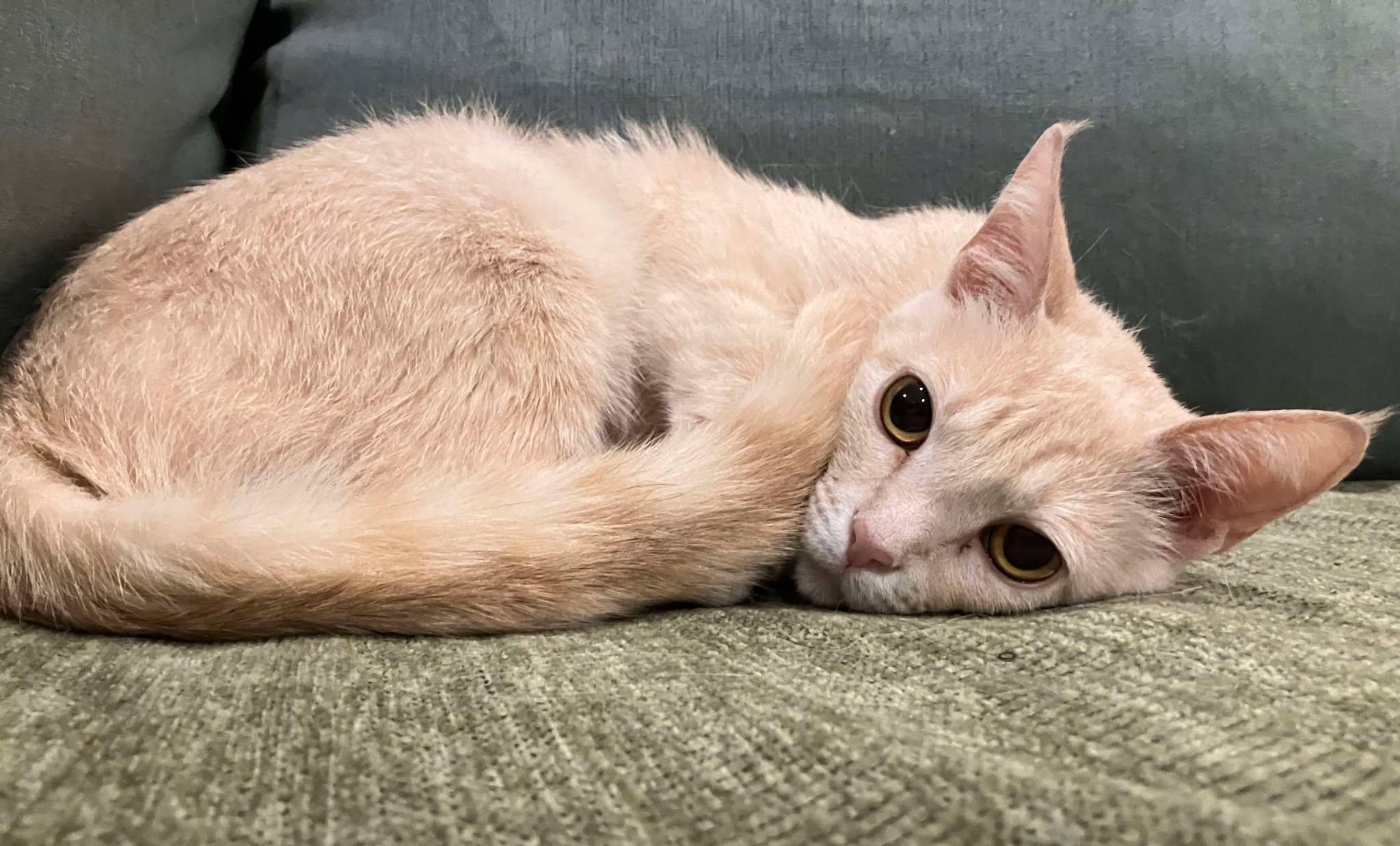 Clementine, Adult Female Domestic Short Hair