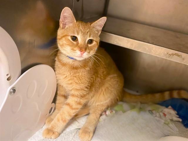 NAPOLEON DYNAMITE, Adoptable, Young Male Domestic Short Hair.