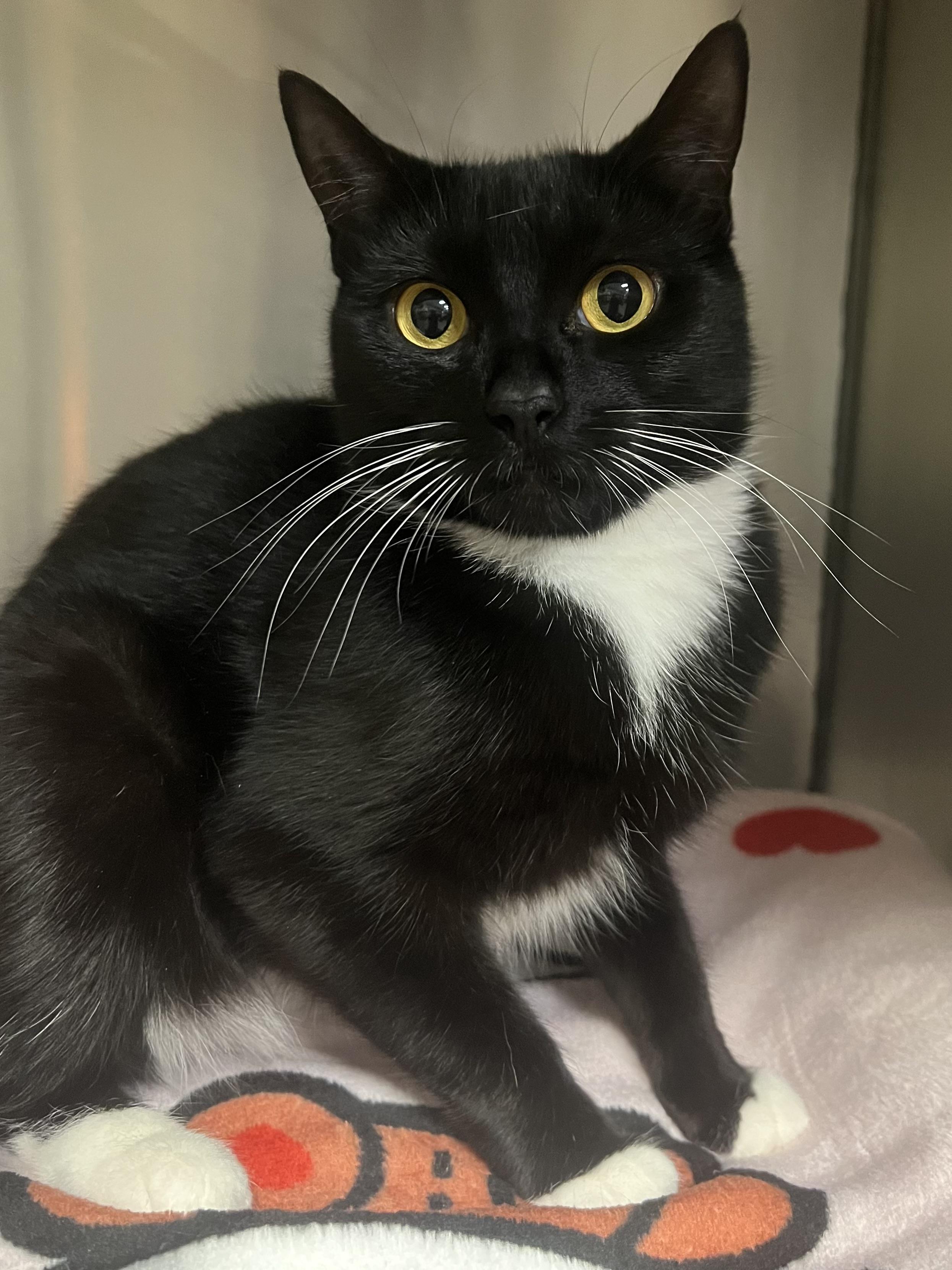 Enlarge Missy, an adopted Domestic Short Hair in Johnston, RI image 3/6