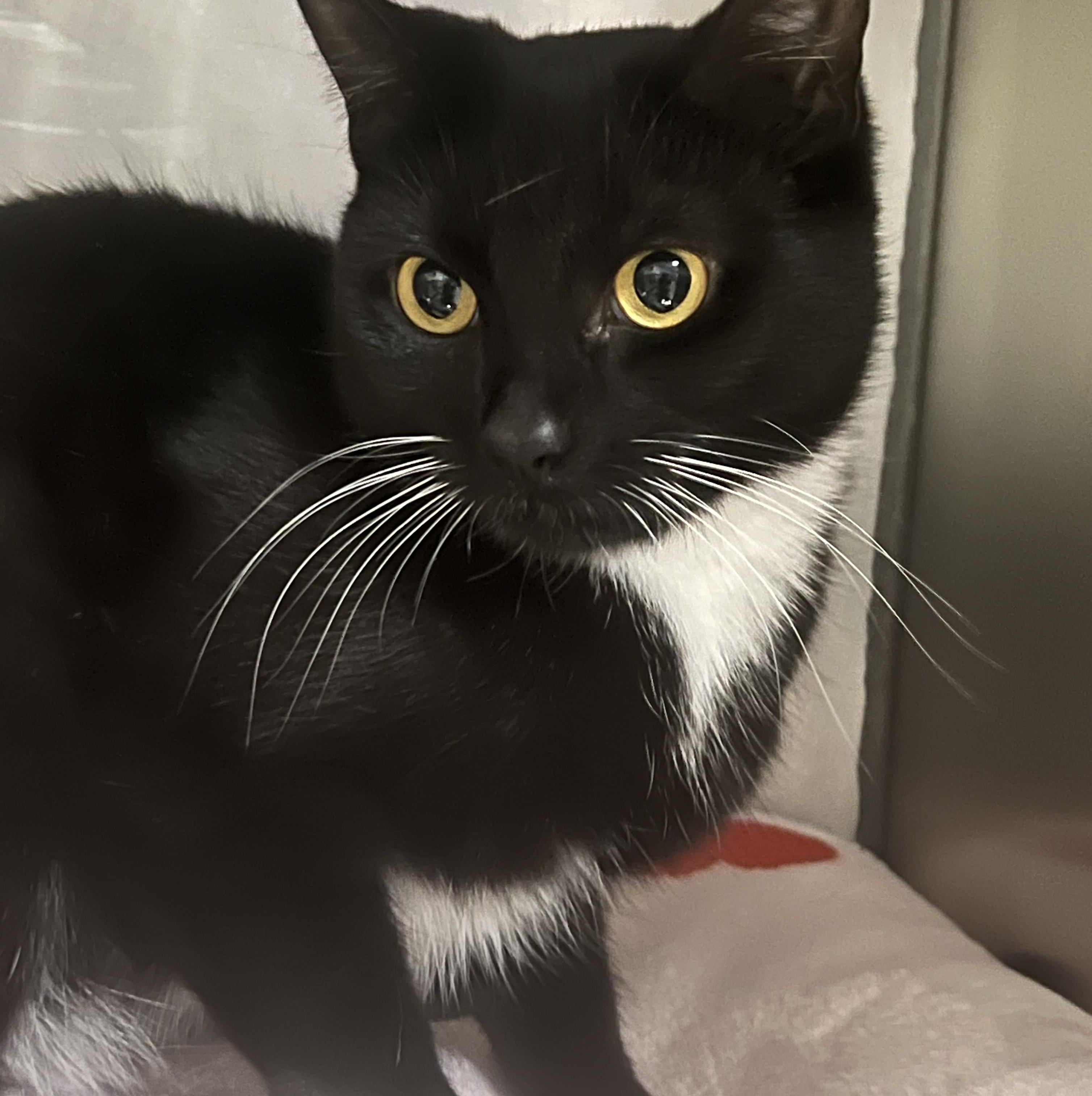 Enlarge Missy, an adopted Domestic Short Hair in Johnston, RI image 4/6