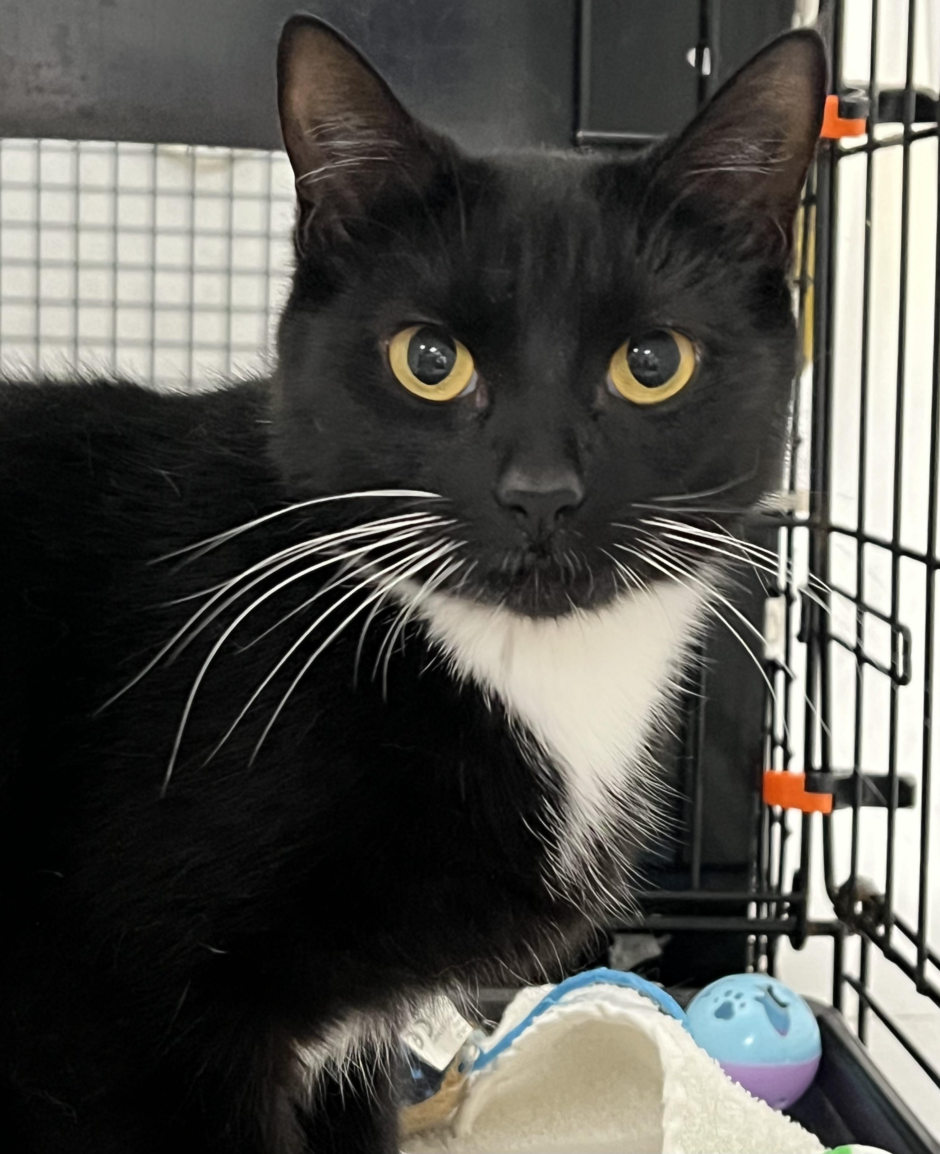 Enlarge Missy, an adopted Domestic Short Hair in Johnston, RI image 1/6