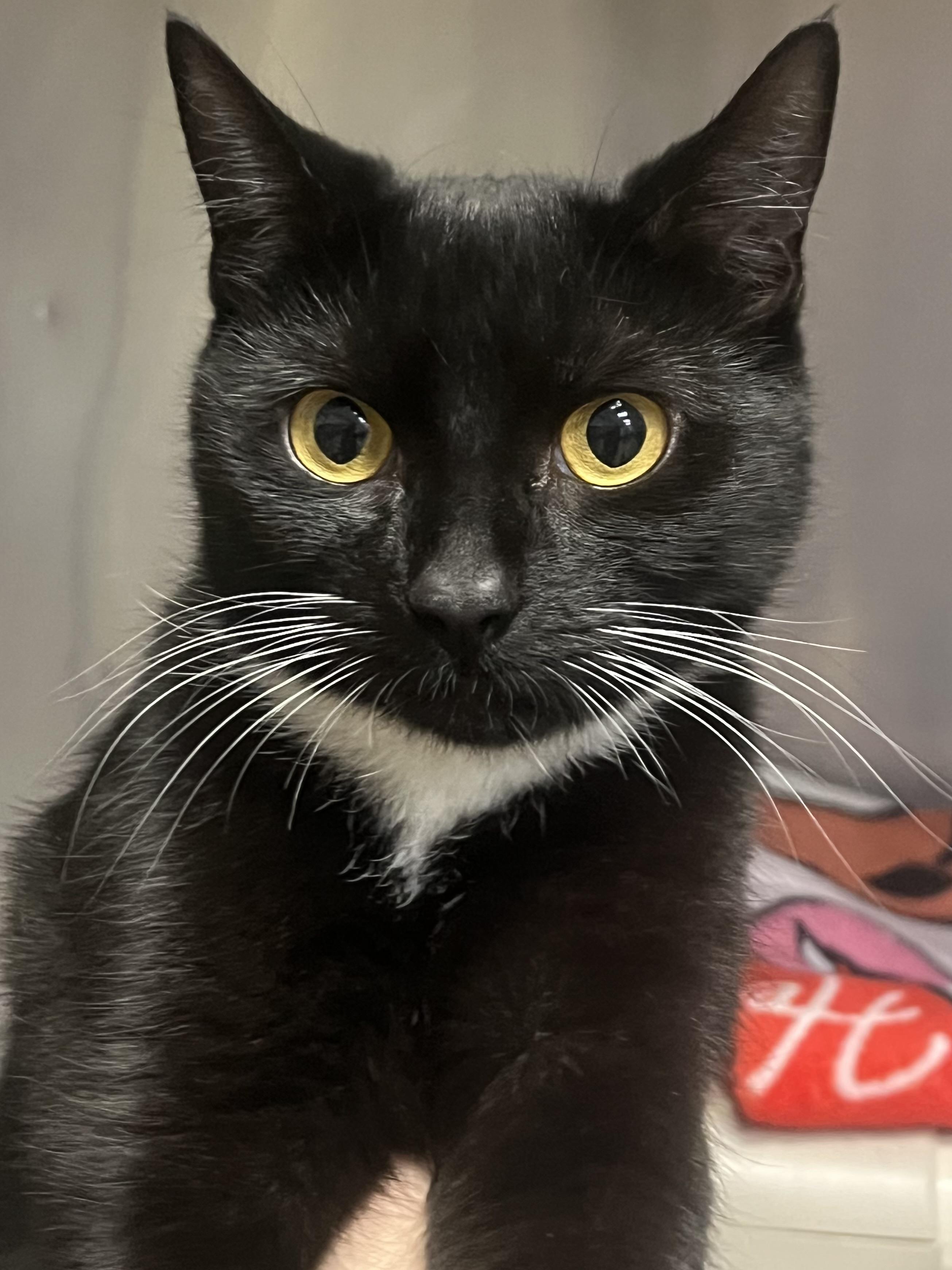 Enlarge Missy, an adopted Domestic Short Hair in Johnston, RI image 2/6