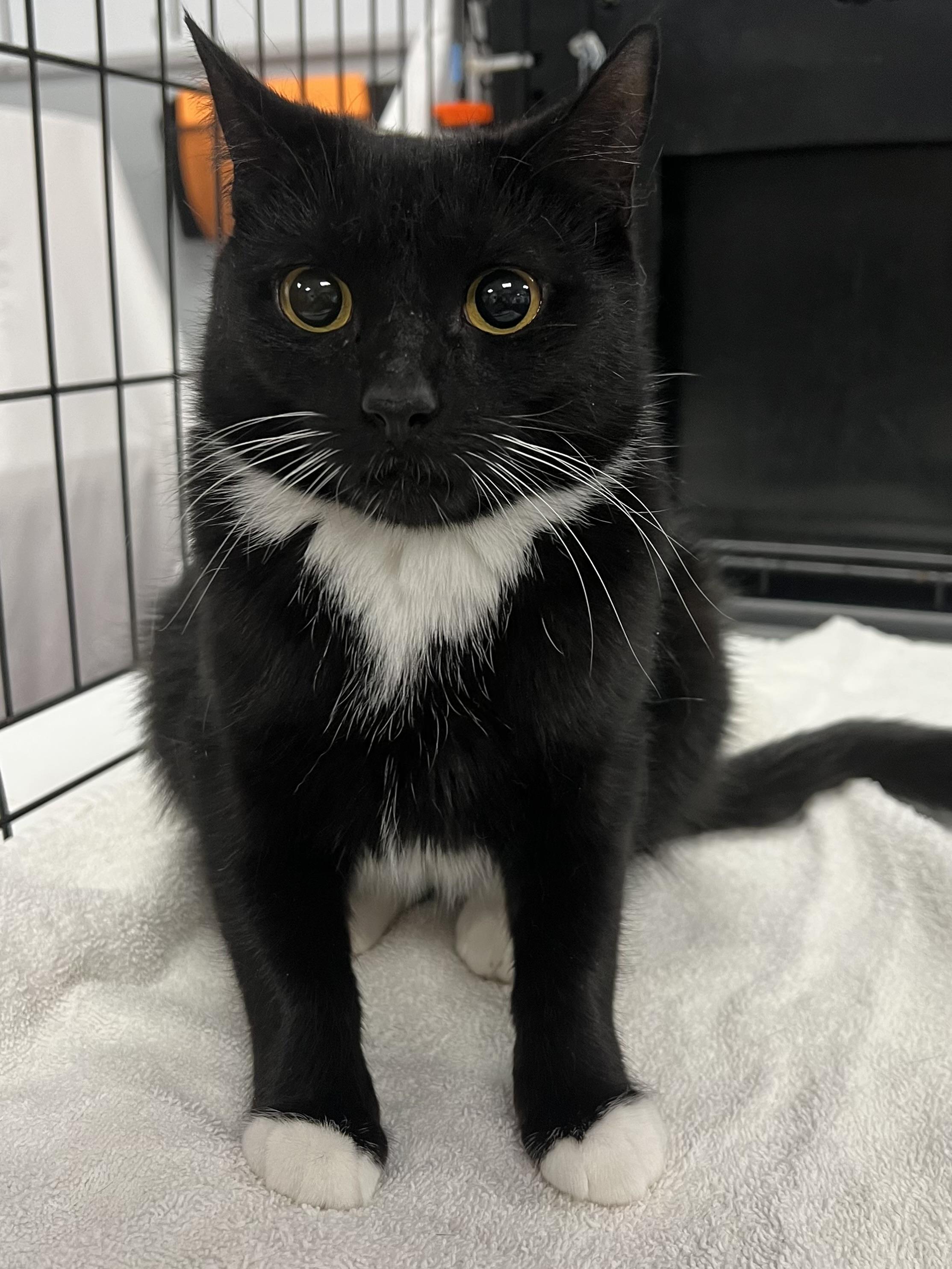 Enlarge Missy, an adopted Domestic Short Hair in Johnston, RI image 5/6