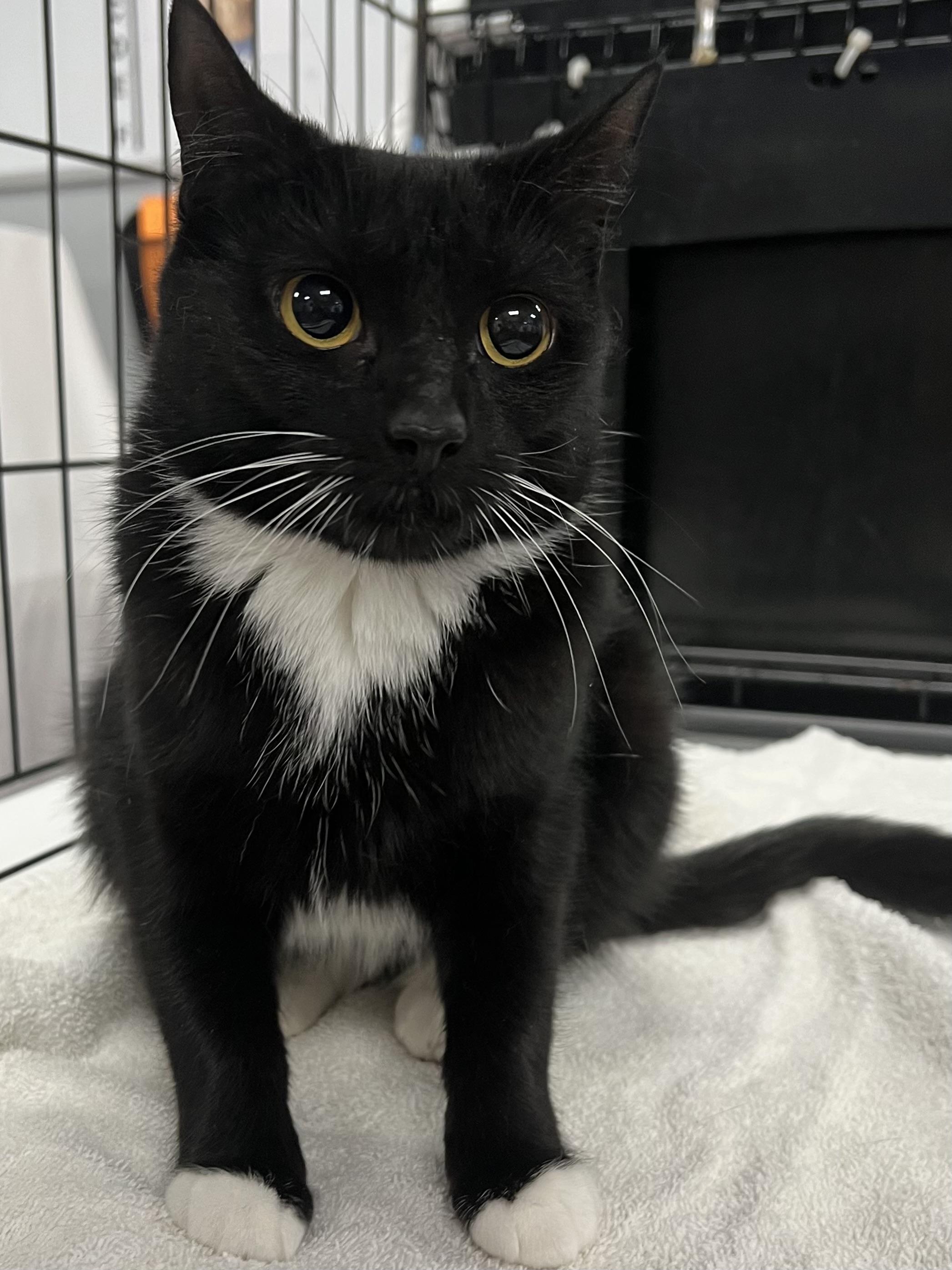 Enlarge Missy, an adopted Domestic Short Hair in Johnston, RI image 6/6