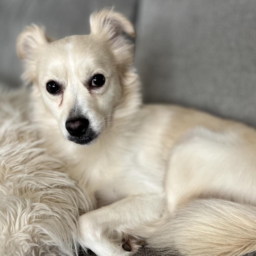 Enlarge Junior, a Adoptable Terrier in San Diego, CA image 1/6