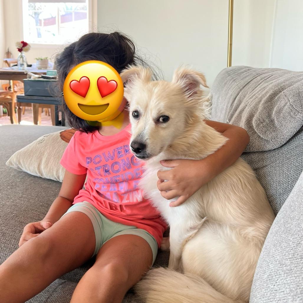 Enlarge Junior, a Adoptable Terrier in San Diego, CA image 2/6