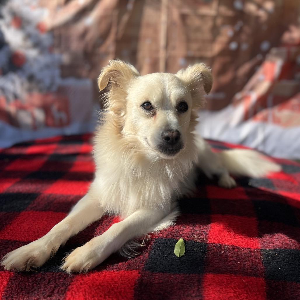 Enlarge Junior, a Adoptable Terrier in San Diego, CA image 3/6