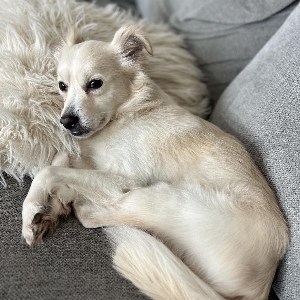 Enlarge Junior, a Adoptable Terrier in San Diego, CA image 4/6