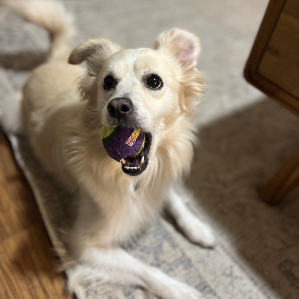 Junior, a Adoptable Terrier in San Diego, CA image 4/6