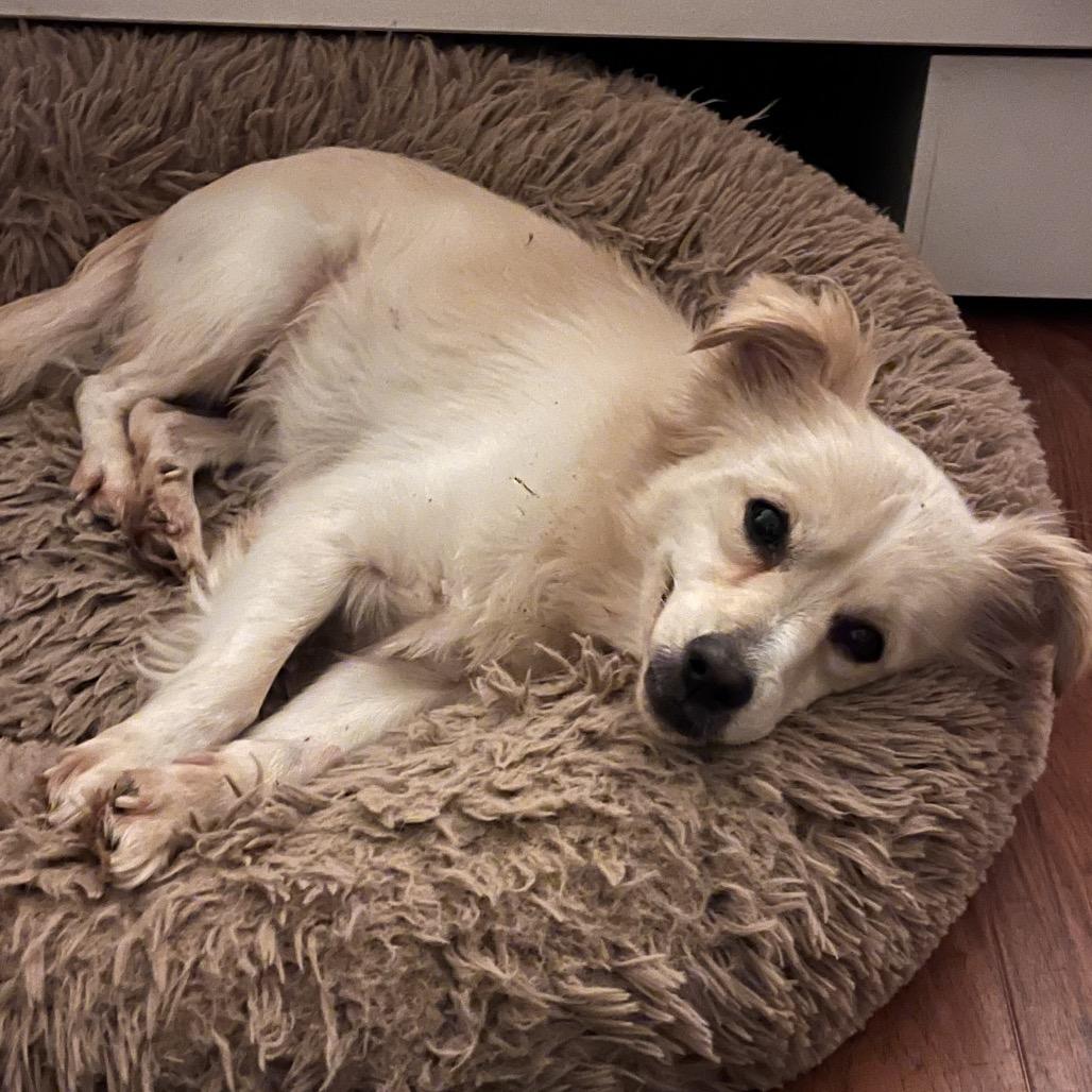 Enlarge Junior, a Adoptable Terrier in San Diego, CA image 5/6