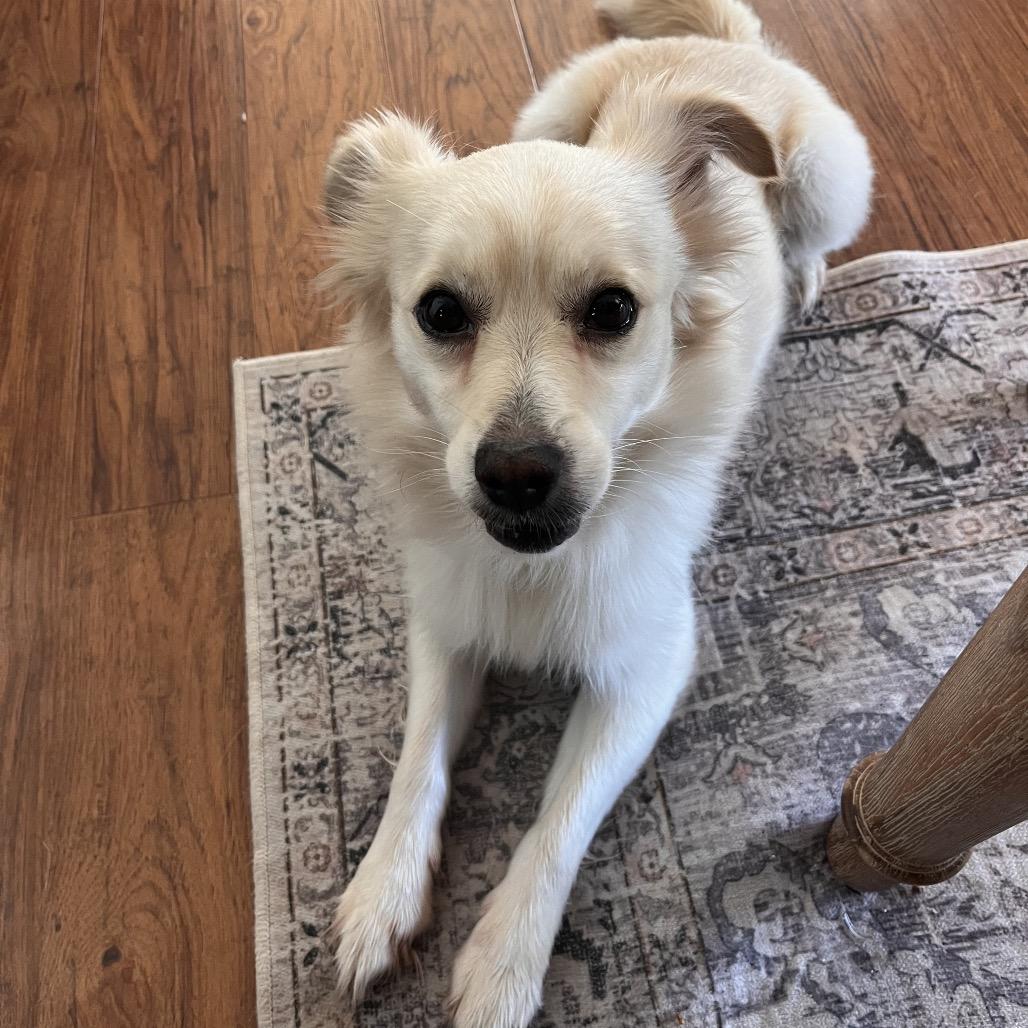 Enlarge Junior, a Adoptable Terrier in San Diego, CA image 6/6