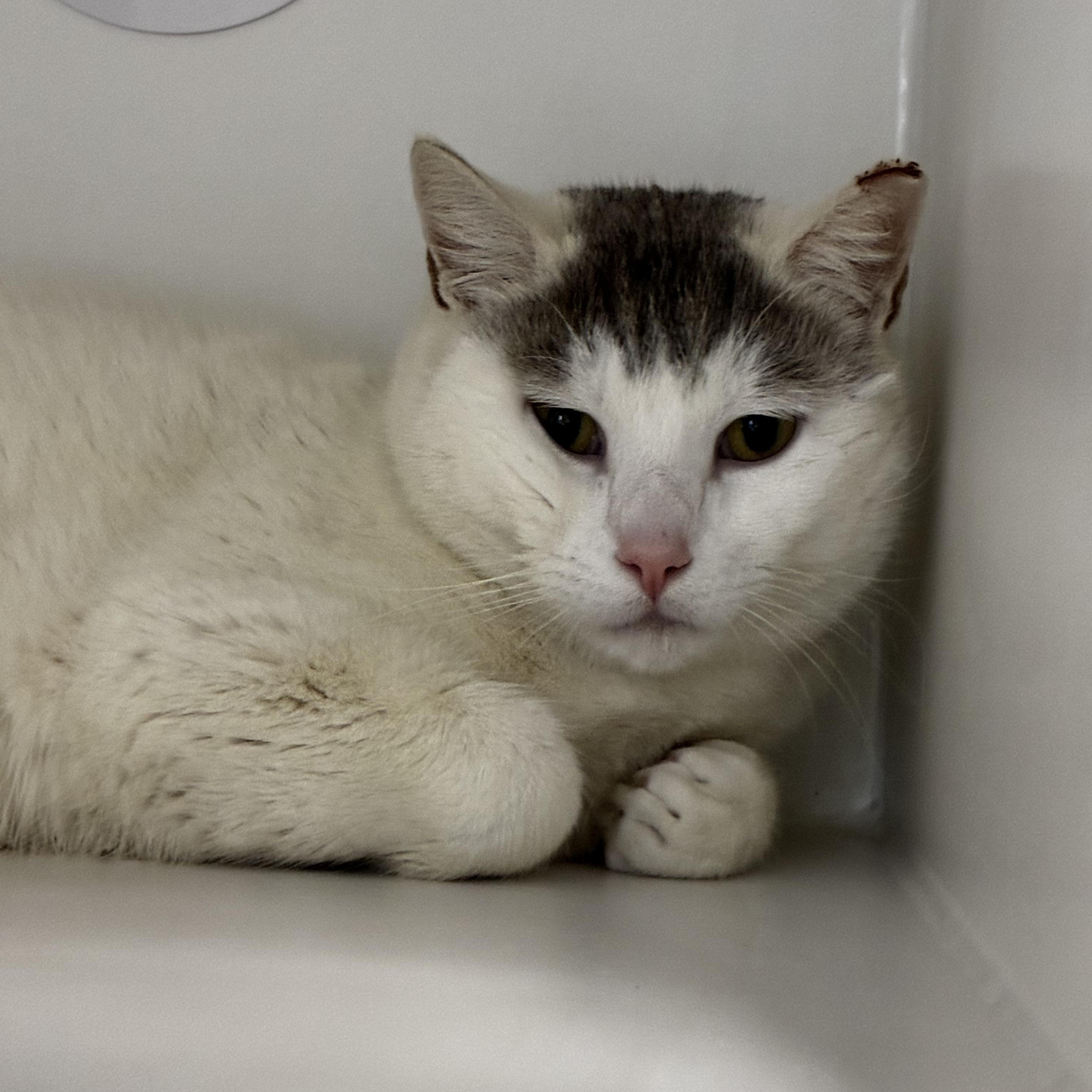 Enlarge Peter, a ADOPTABLE Domestic Short Hair in Fall River, MA image 2/3