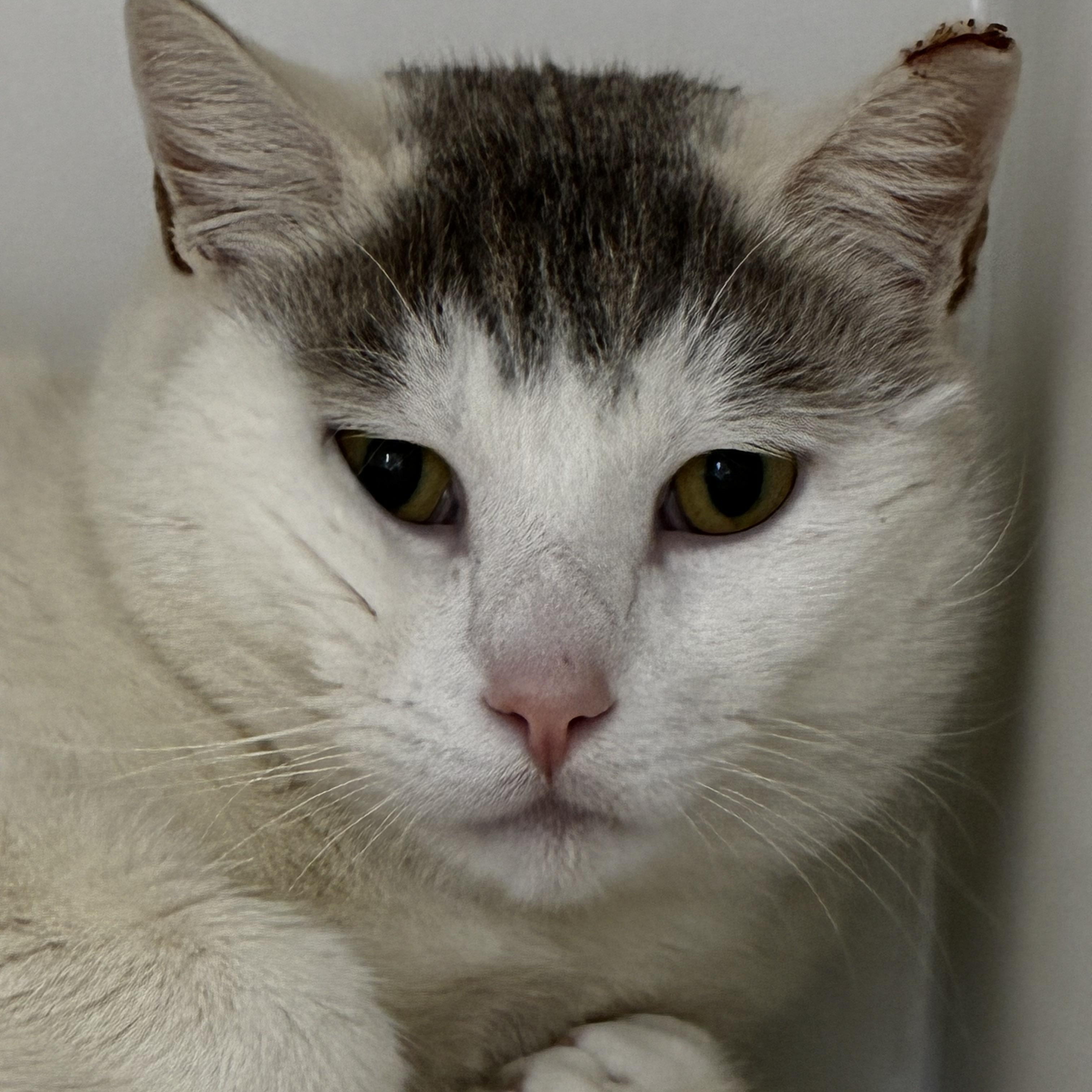 Enlarge Peter, a ADOPTABLE Domestic Short Hair in Fall River, MA image 1/3