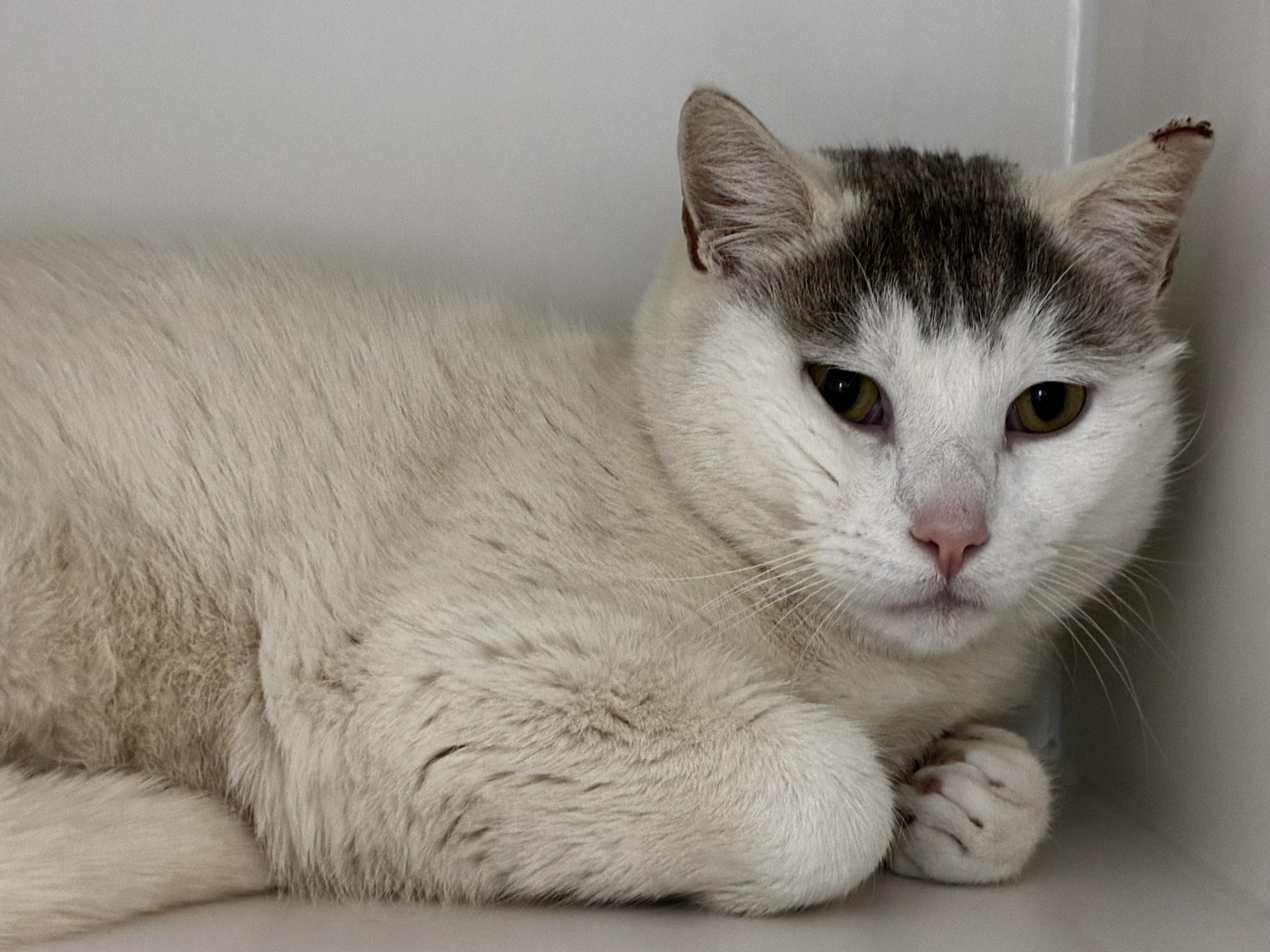 Enlarge Peter, a ADOPTABLE Domestic Short Hair in Fall River, MA image 3/3