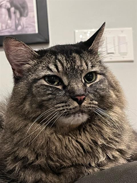 SERGEANT, Adoptable, Senior Male Domestic Long Hair.