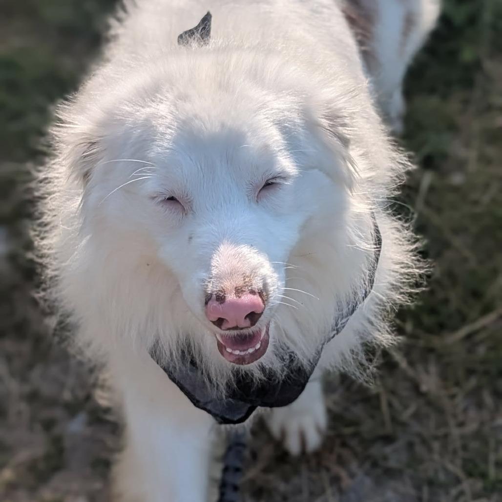 Lemon, Adoptable, Young Male Australian Shepherd.