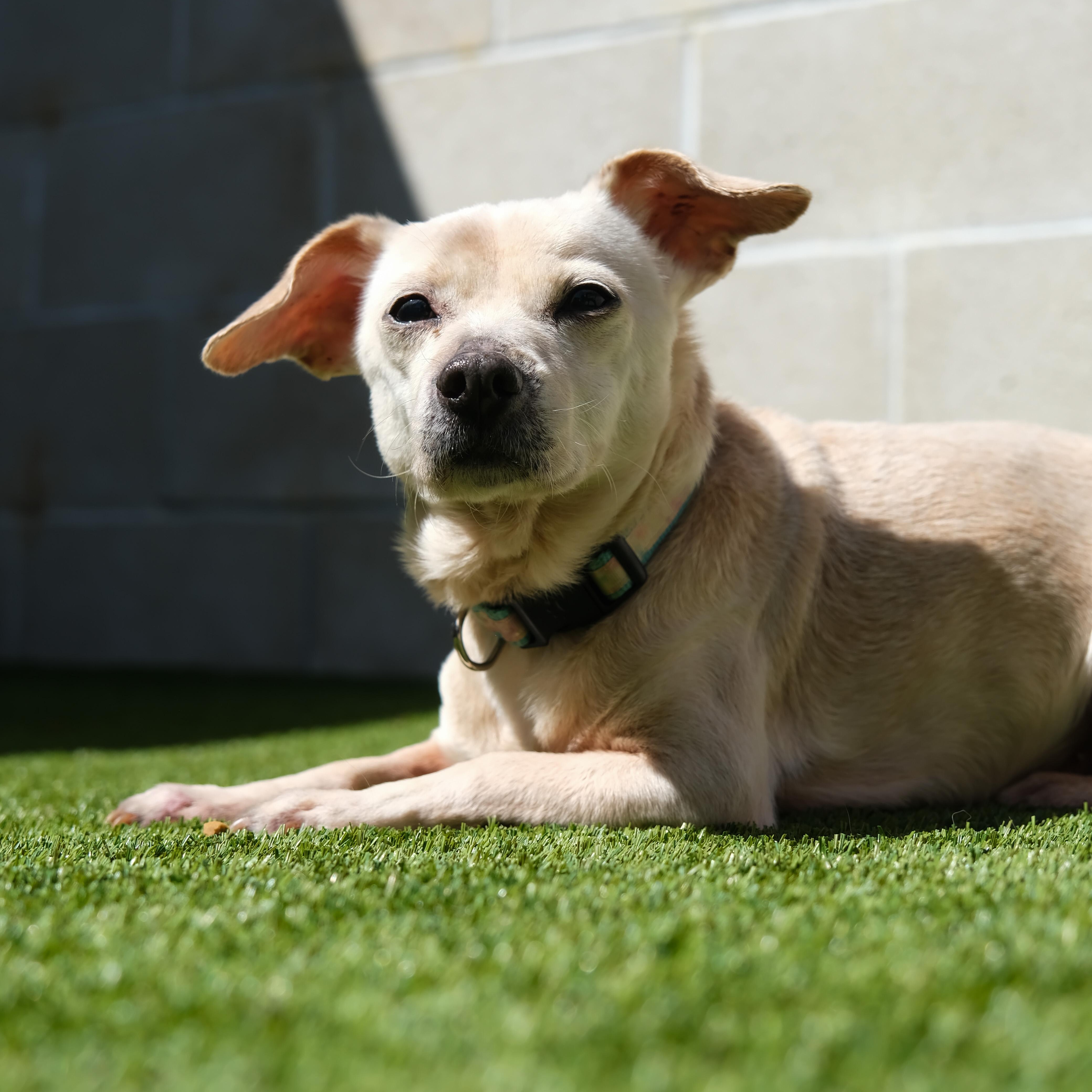 Abby, a Adoptable Chihuahua in Newport Beach, CA image 3/5
