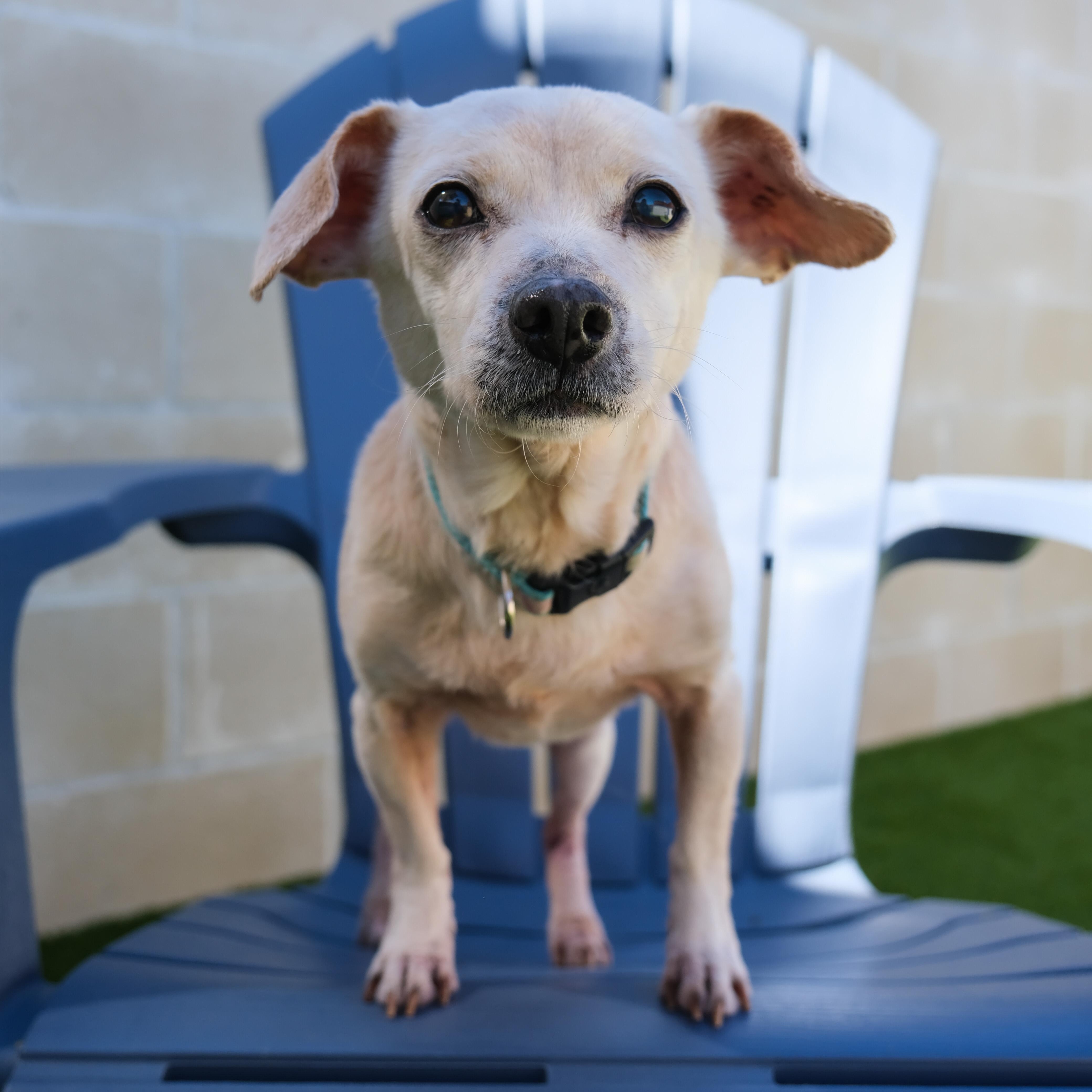 Abby, a Adoptable Chihuahua in Newport Beach, CA image 5/5