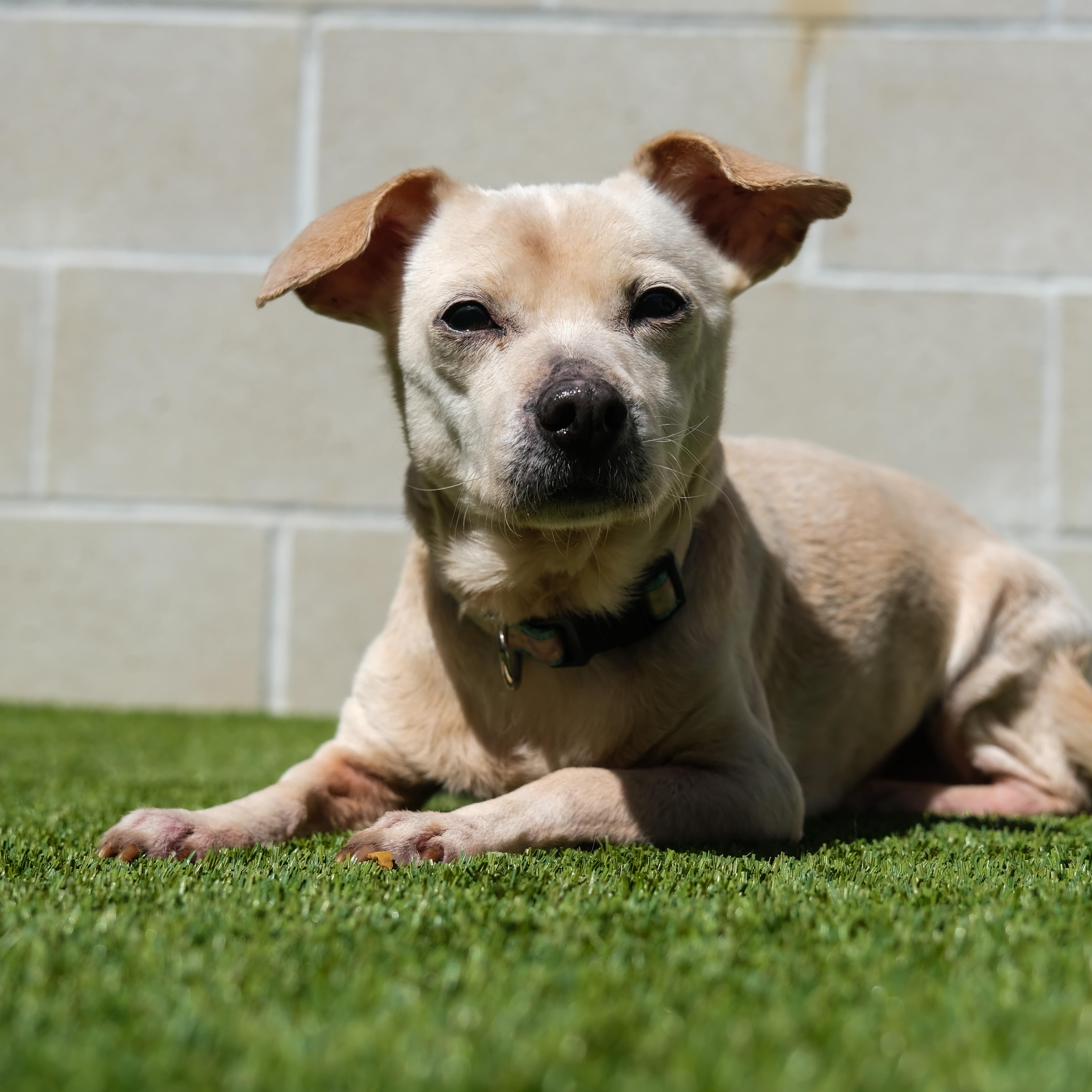 Abby, a Adoptable Chihuahua in Newport Beach, CA image 4/5