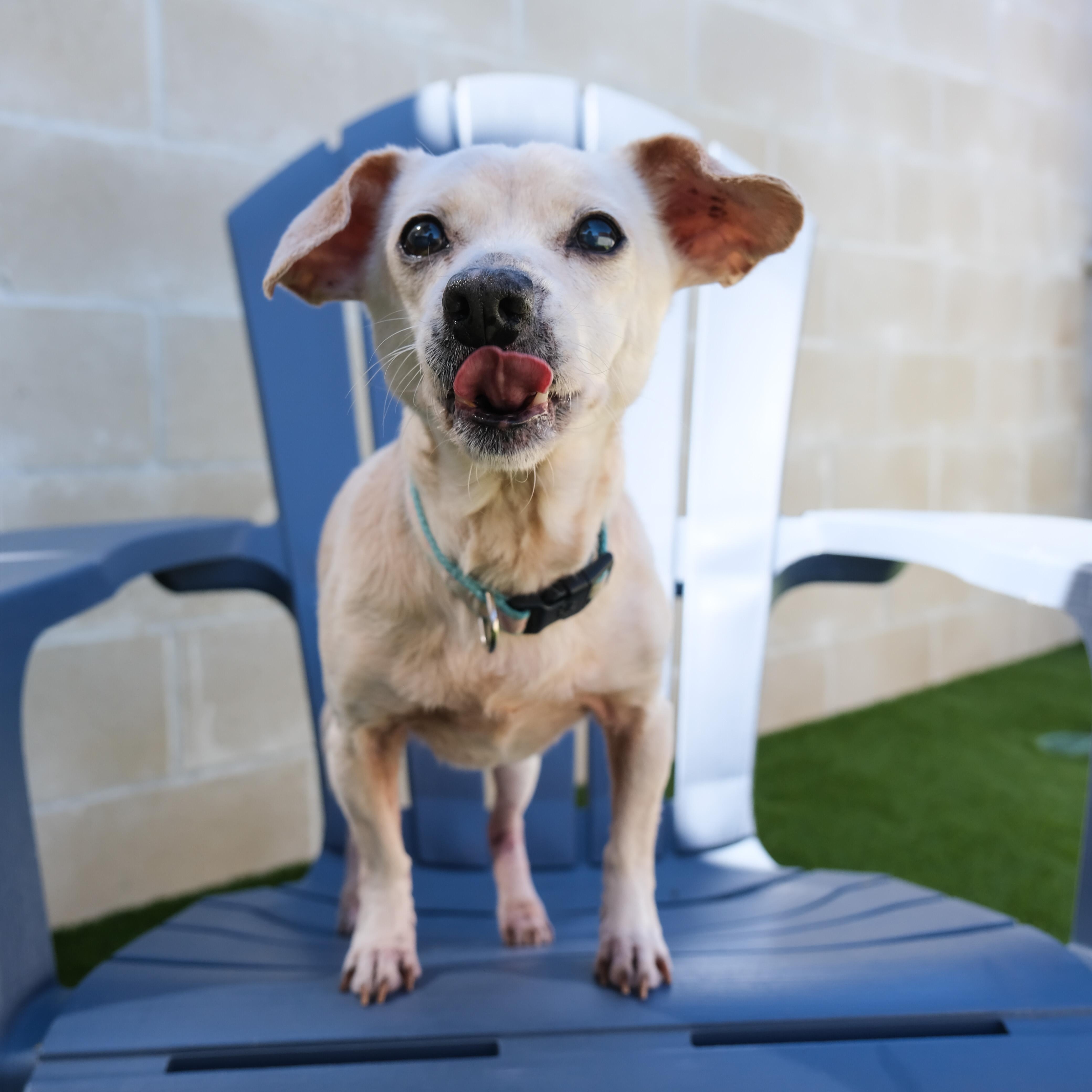 Abby, a Adoptable Chihuahua in Newport Beach, CA image 1/5