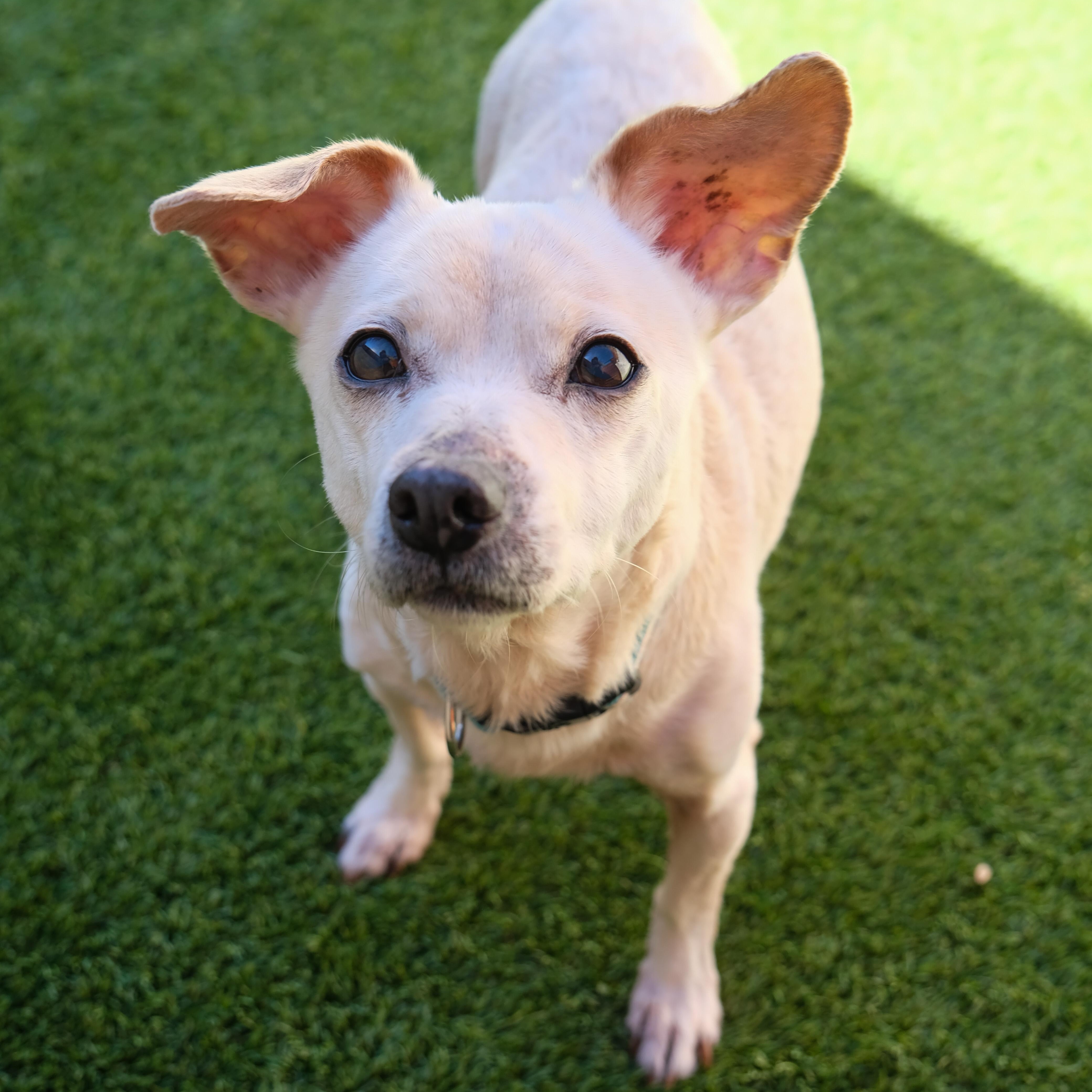 Abby, a Adoptable Chihuahua in Newport Beach, CA image 2/5