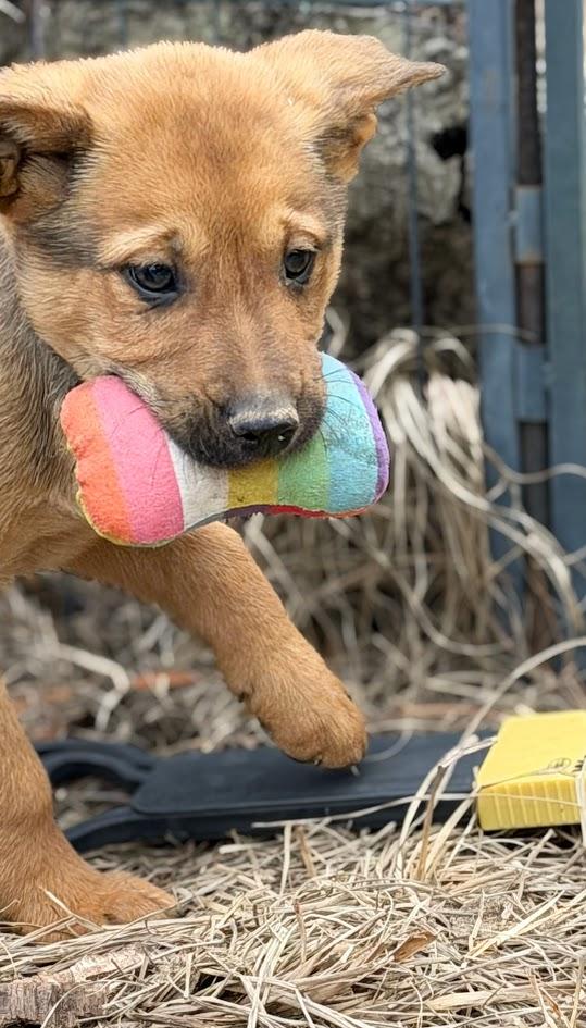 MAVERICK — thumbnail 4