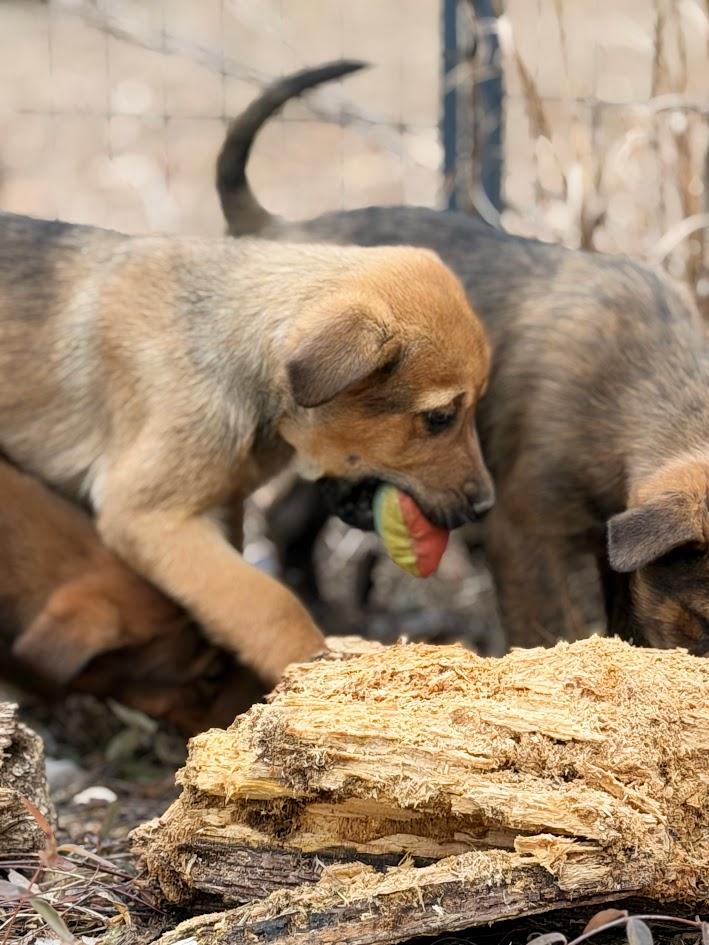 MAVERICK — thumbnail 5