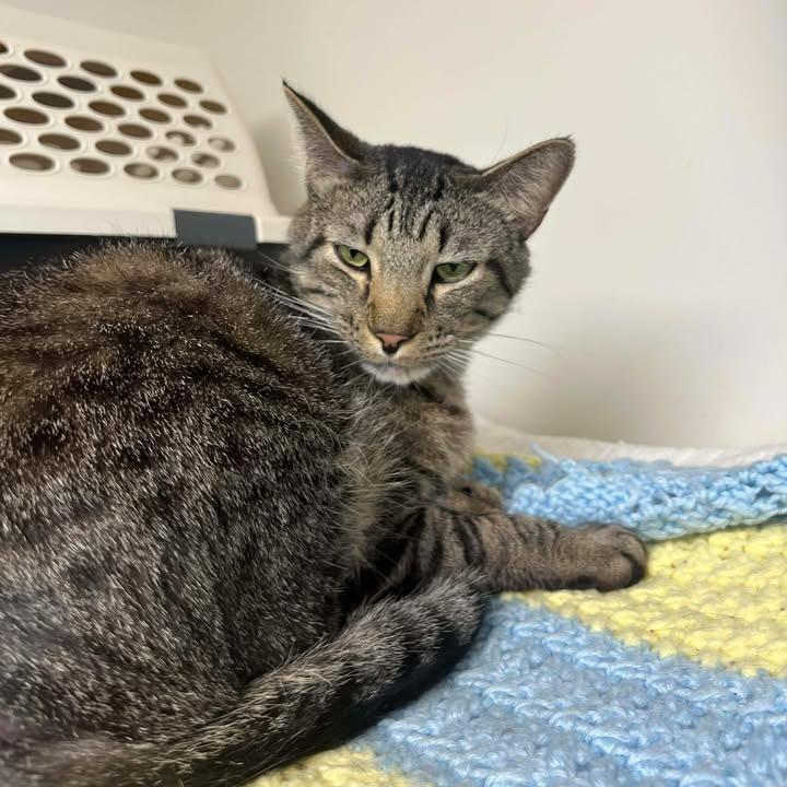 Toni, Adoptable, Adult Male Domestic Short Hair.