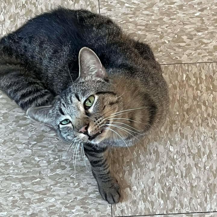 Enlarge Toni, a Adoptable Domestic Short Hair in Milan, IL image 3/4