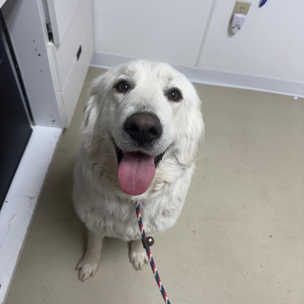 Izzy, Adoptable, Adult Female Great Pyrenees.