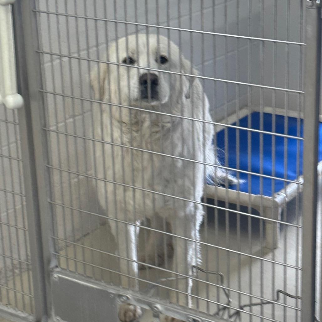 Enlarge Izzy, a Adoptable Great Pyrenees in Shelbyville, IL image 2/2