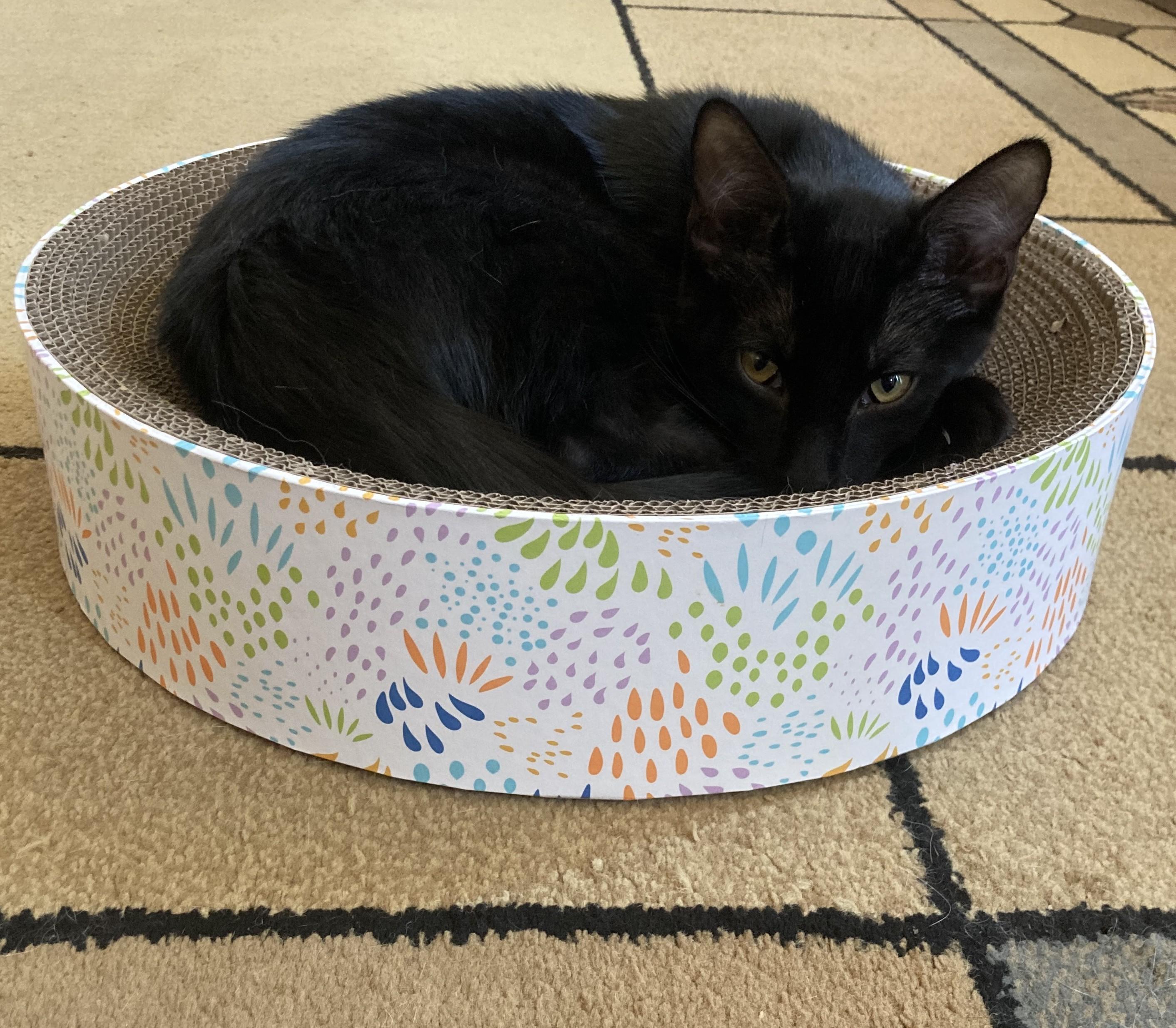 Timon, a Adoptable Bombay in Merced, CA image 2/4