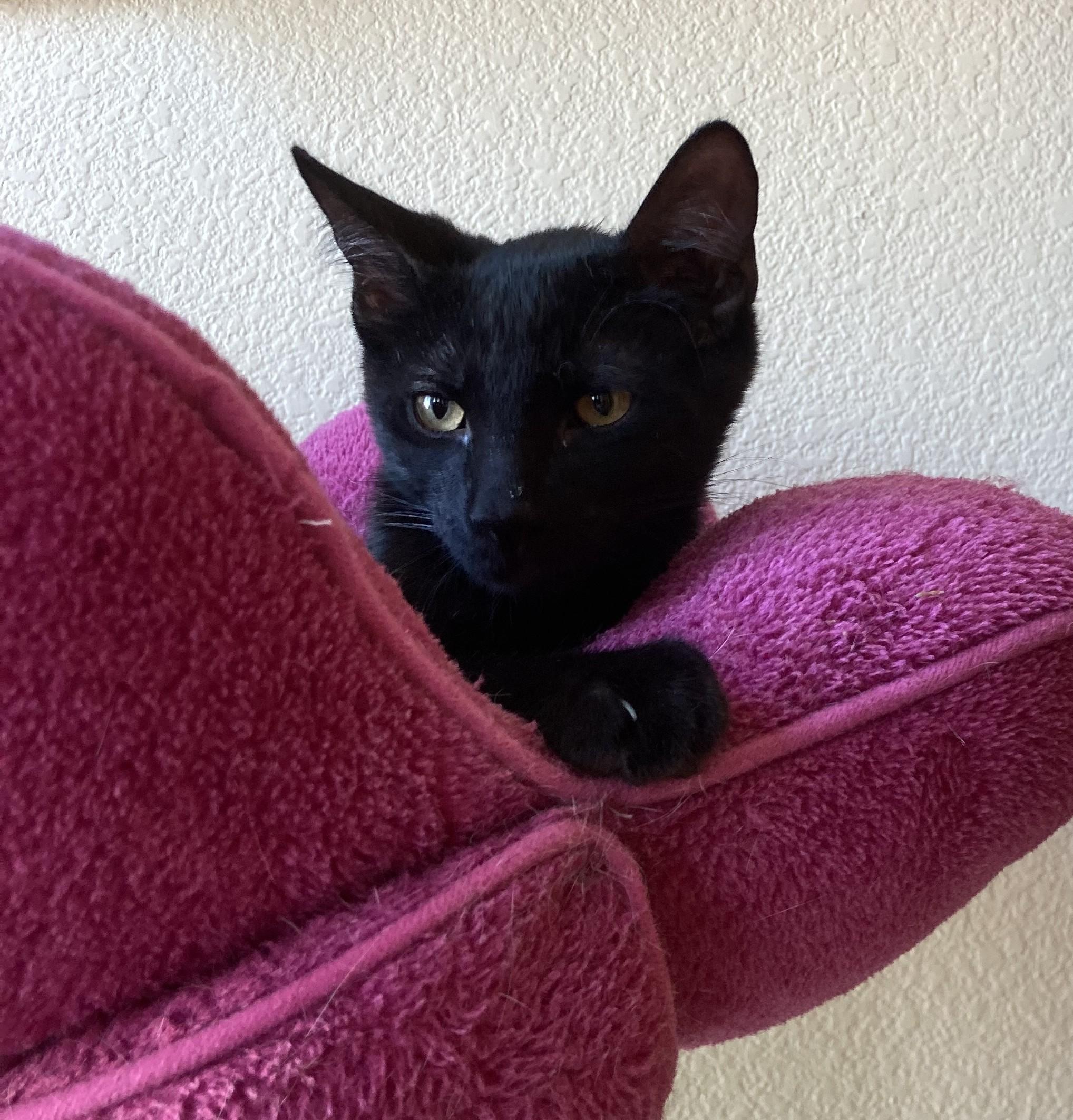 Timon, a Adoptable Bombay in Merced, CA image 1/4
