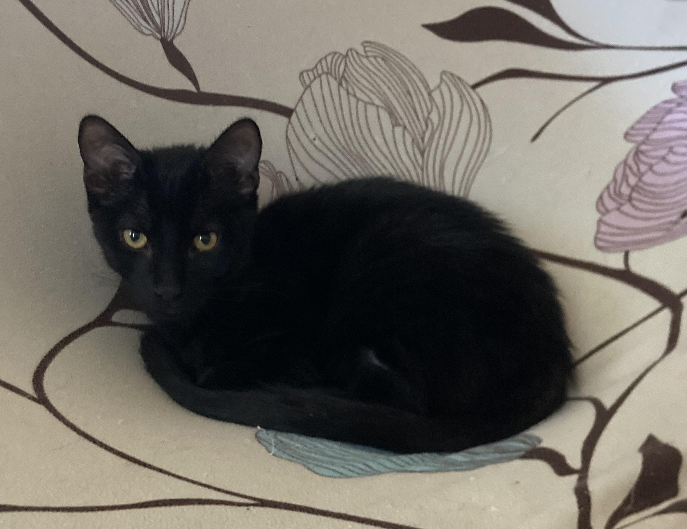 Timon, a Adoptable Bombay in Merced, CA image 3/4