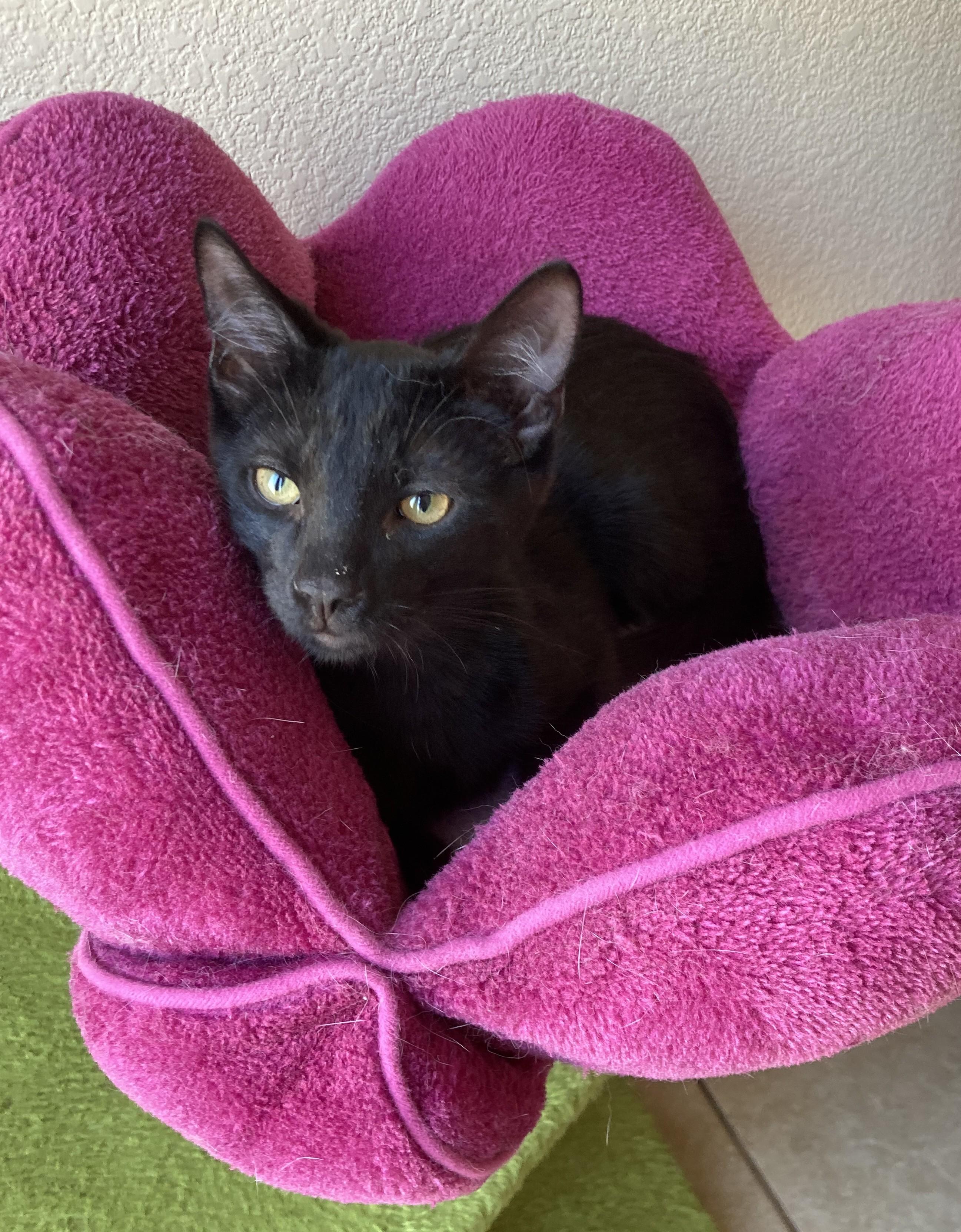 Timon, a Adoptable Bombay in Merced, CA image 4/4