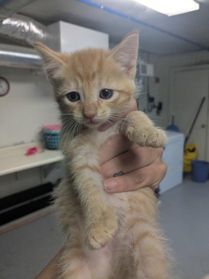 Enlarge Squeegee, a Adoptable Domestic Short Hair in Lock Haven, PA image 3/3