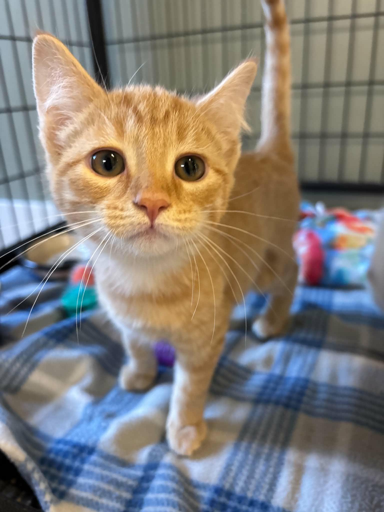 Enlarge Squeegee, a Adoptable Domestic Short Hair in Lock Haven, PA image 2/3