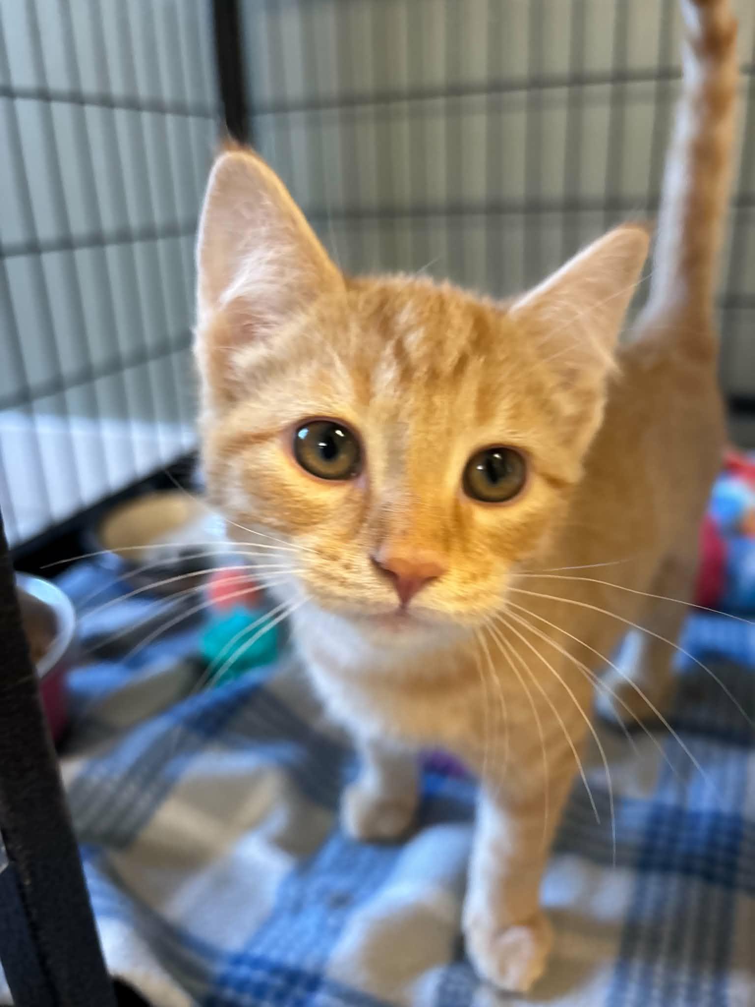 Enlarge Squeegee, a Adoptable Domestic Short Hair in Lock Haven, PA image 1/3