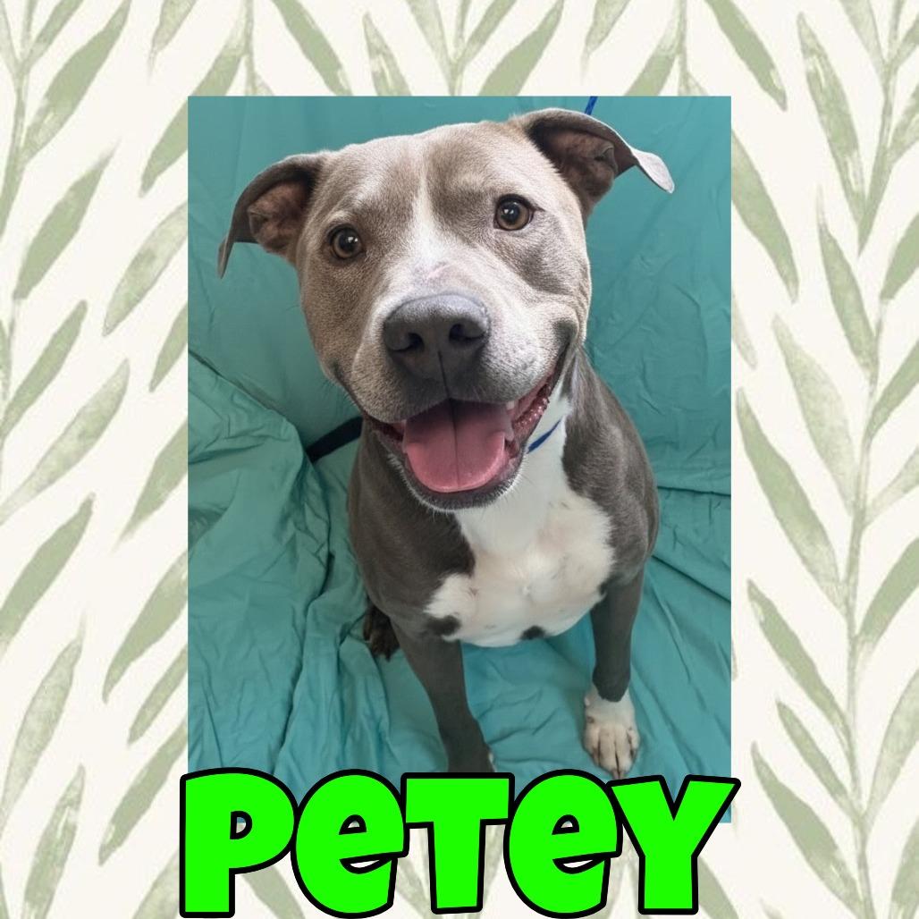 Enlarge Petey, a Adoptable Pit Bull Terrier in Royse City, TX image 1/1