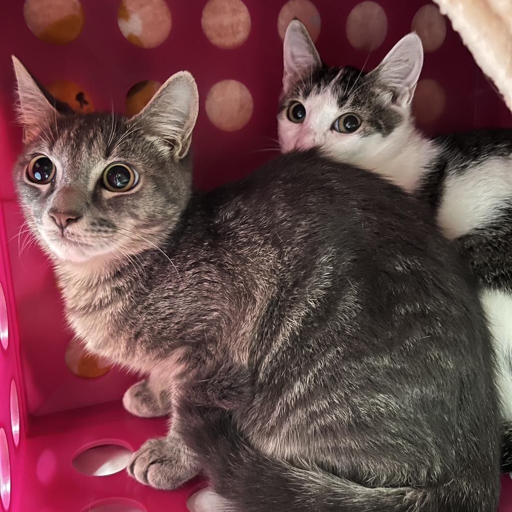 Bruno, Adoptable, Young Male Domestic Medium Hair.