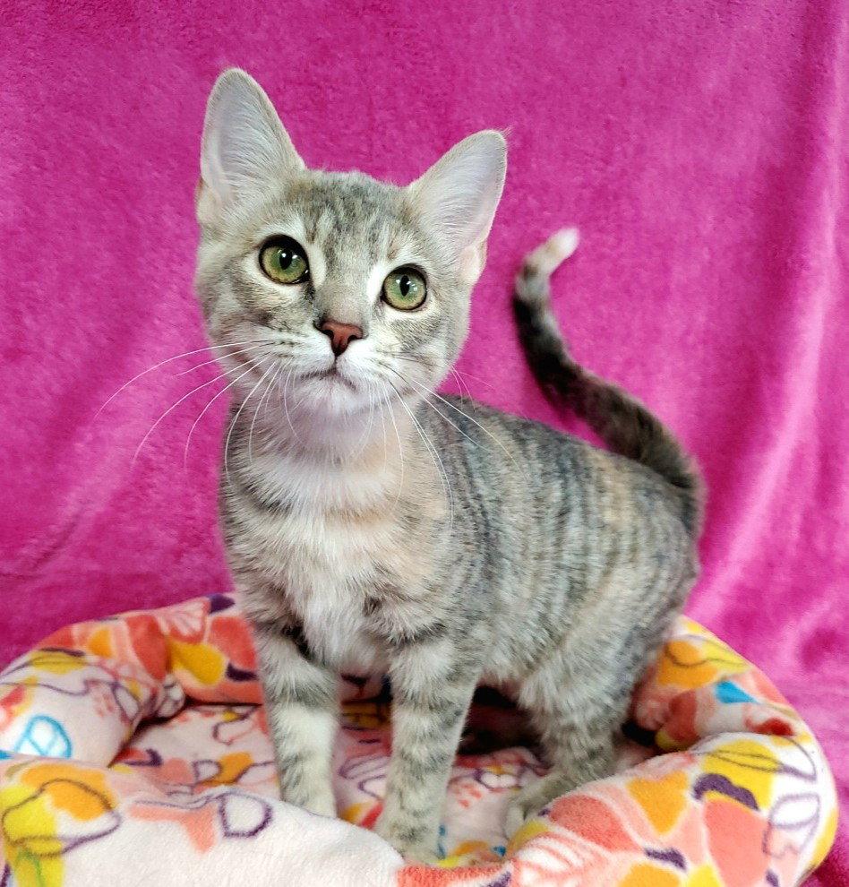 Moxie, Adoptable, Young Female Domestic Short Hair.