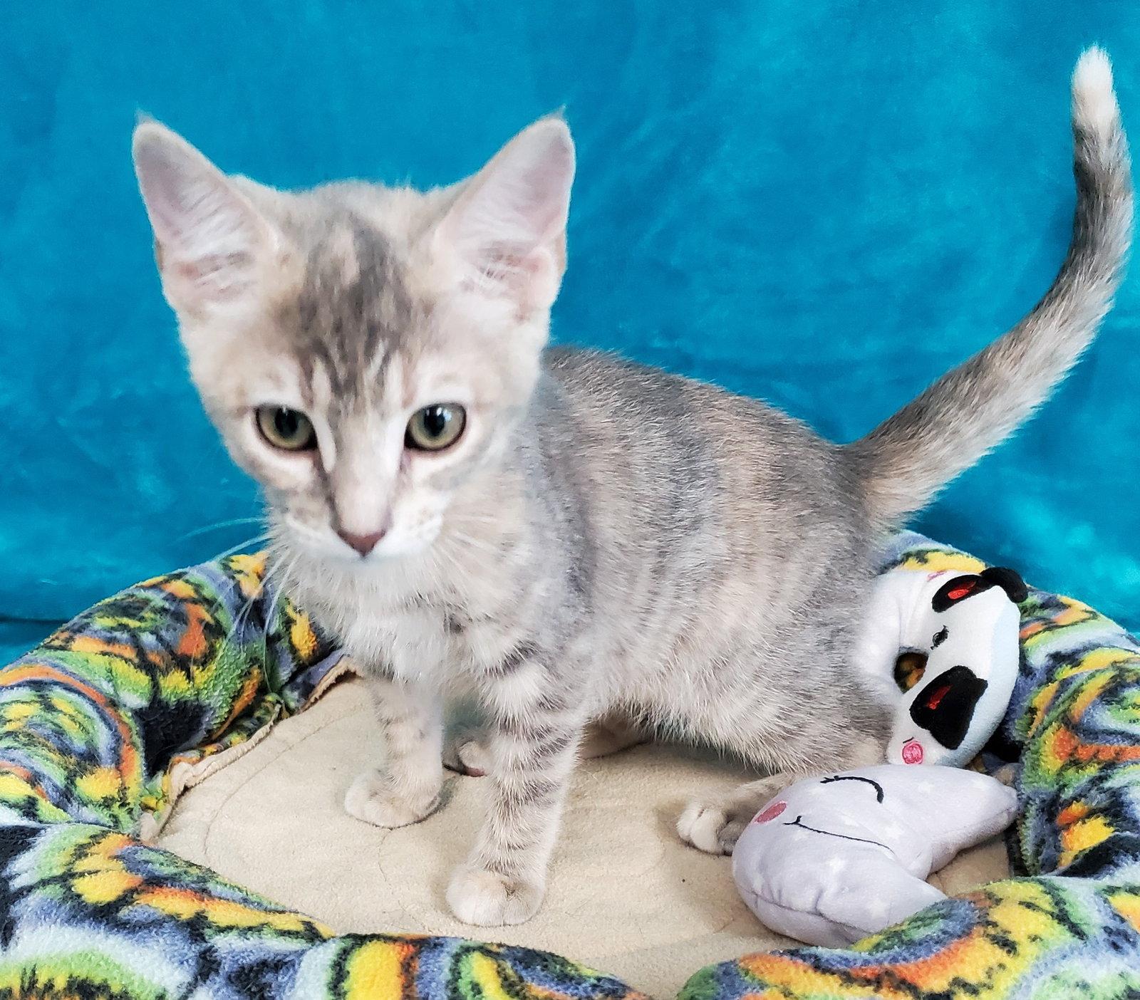 Enlarge Moxie, a Adoptable Domestic Short Hair in Greenville, IL image 2/2