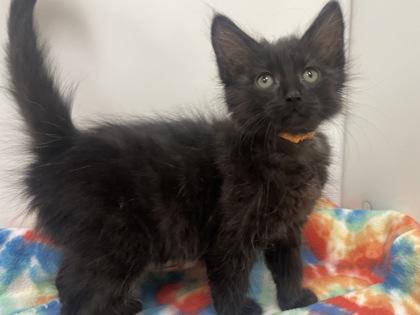 Enlarge Alec, a Adoptable Domestic Medium Hair in Boulder, CO image 1/1