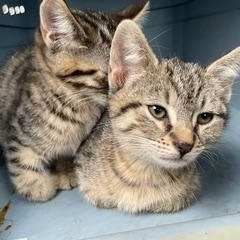 Enlarge Nellie Bly, a Adoptable Domestic Short Hair in Fort Belvoir, VA image 3/3