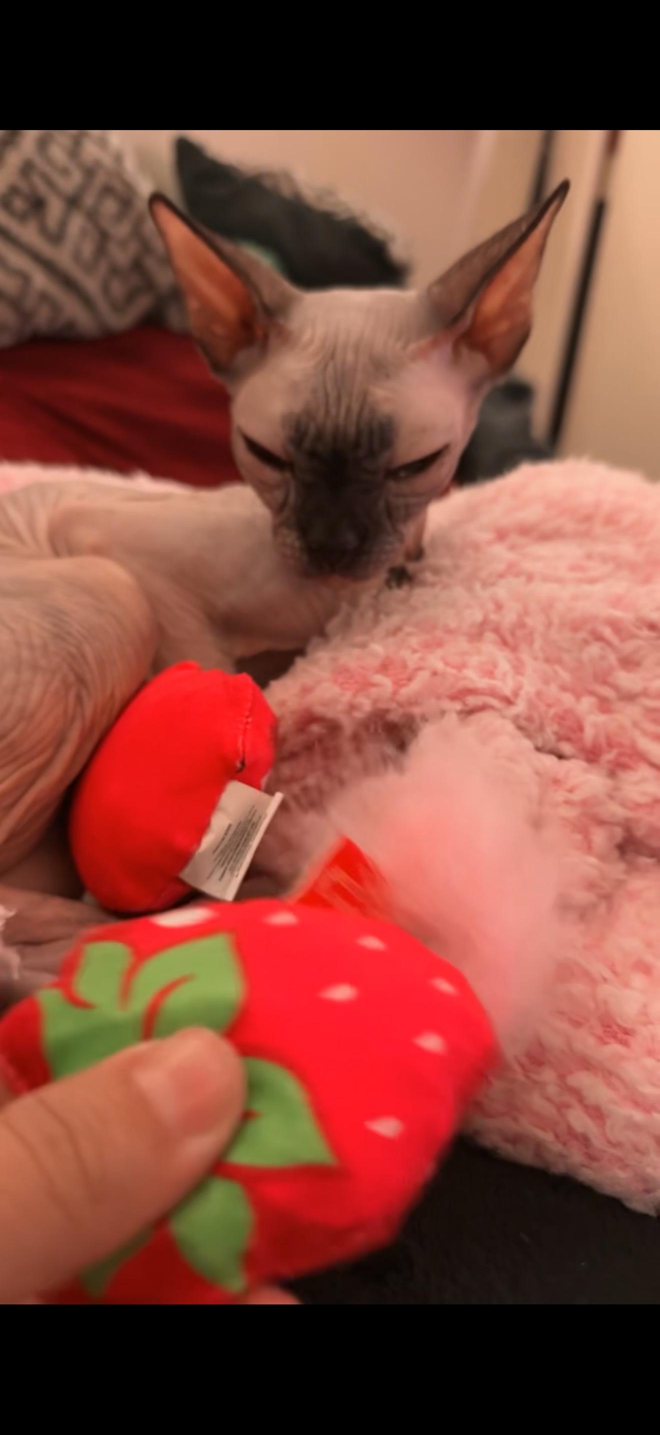 Enlarge Mavis, a Adopted Sphynx / Hairless Cat in Milwaukie, OR image 2/3