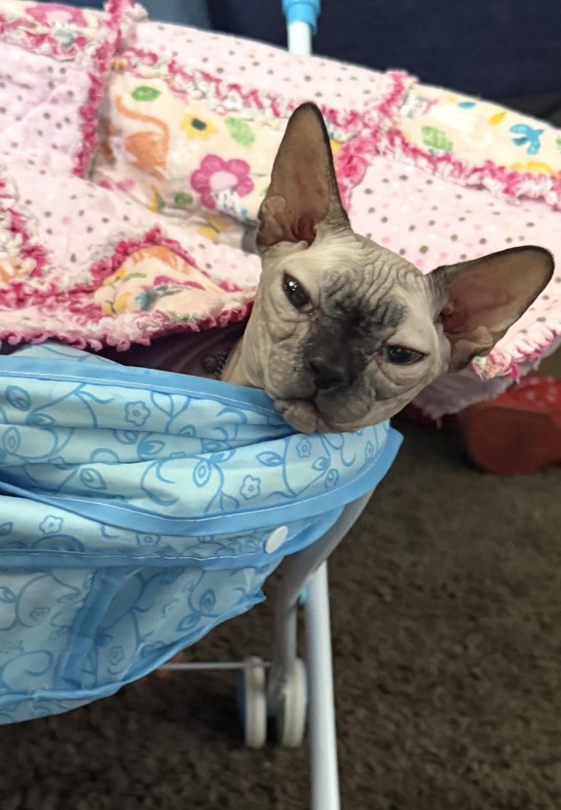 Mavis, Adopted, Adult Female Sphynx / Hairless Cat.